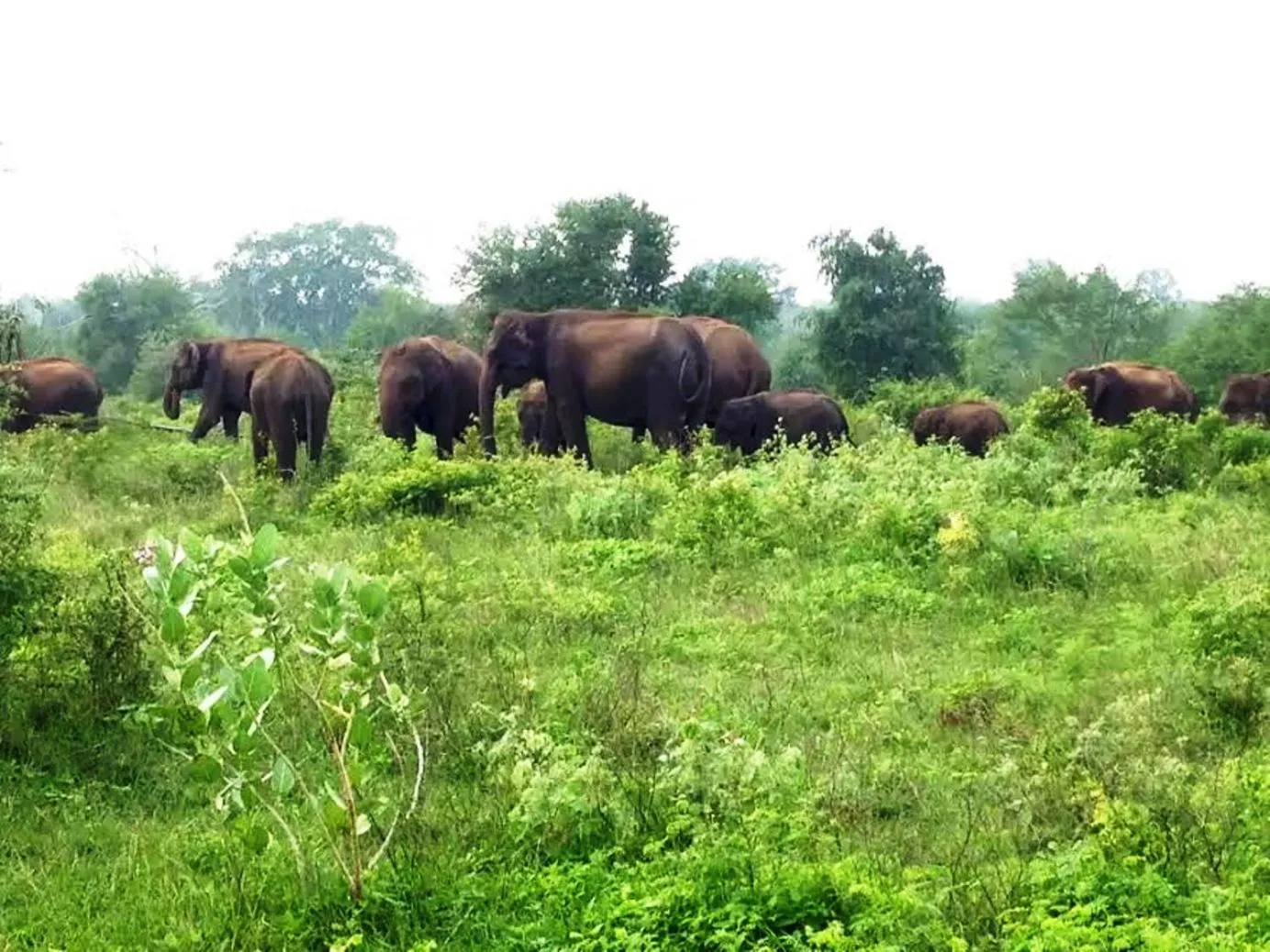 Off site in Greenwood Udawalawa Safari Resort