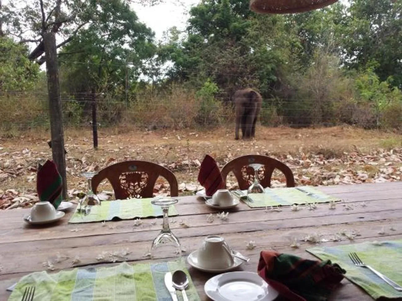 Restaurant/places to eat in Greenwood Udawalawa Safari Resort