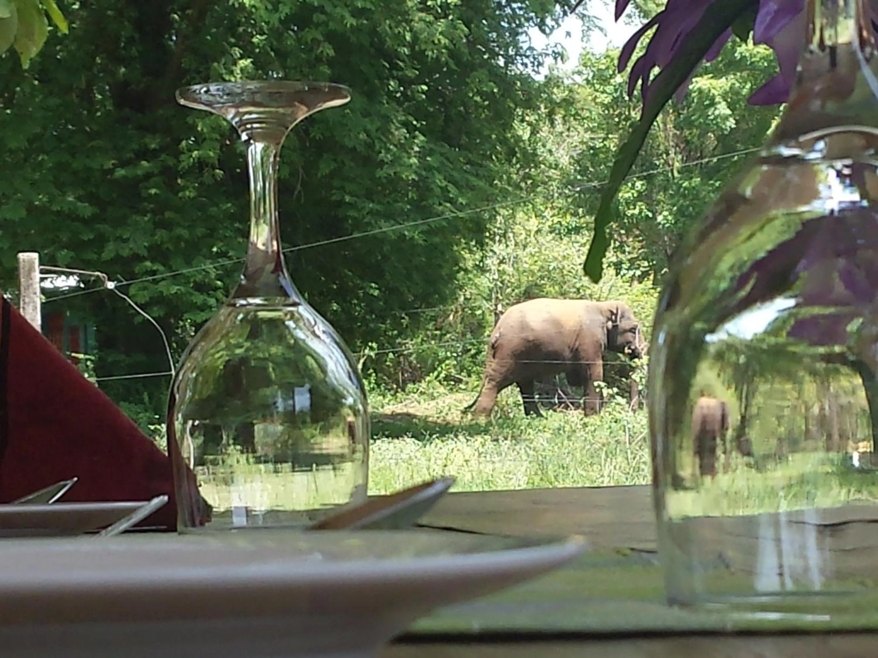 View (from property/room) in Greenwood Udawalawa Safari Resort
