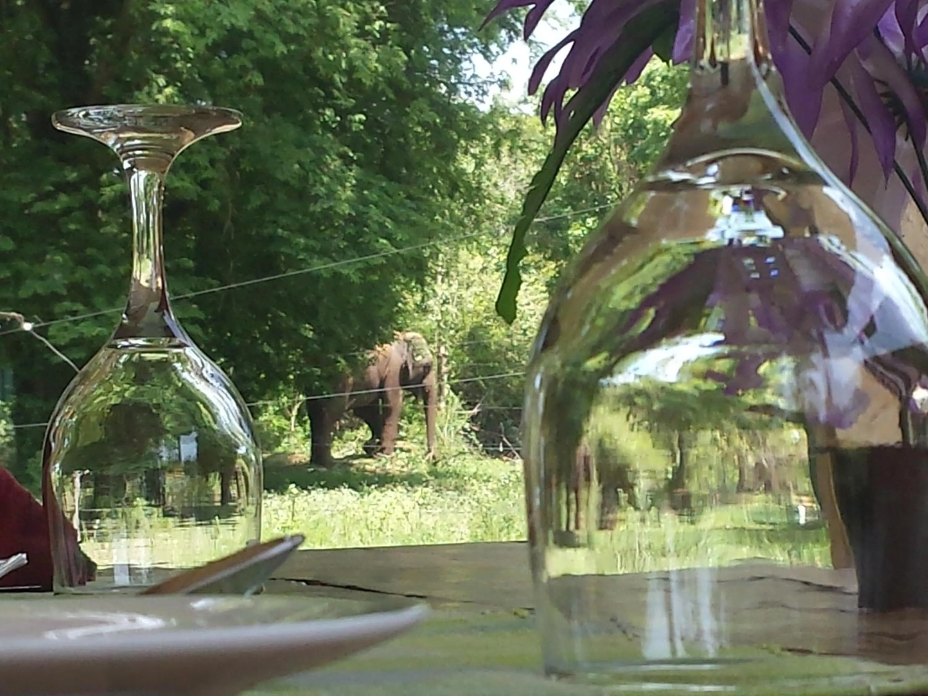 Garden in Greenwood Udawalawa Safari Resort