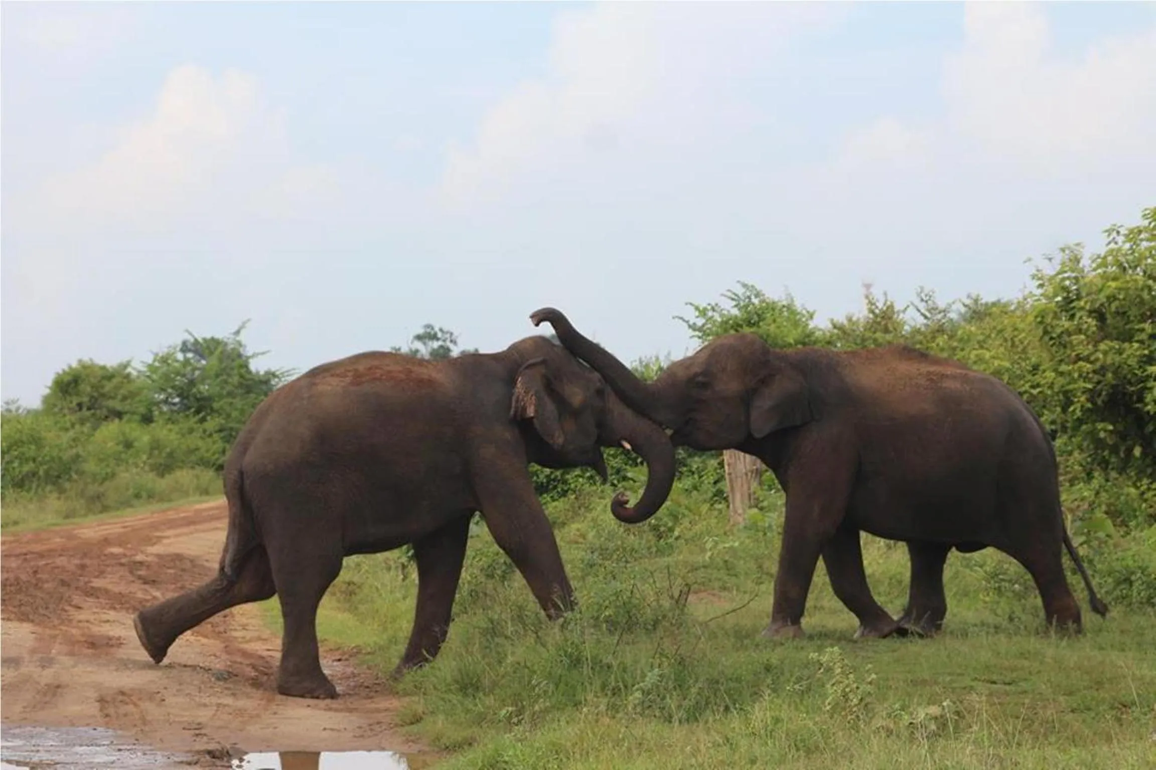 Activities in Greenwood Udawalawa Safari Resort