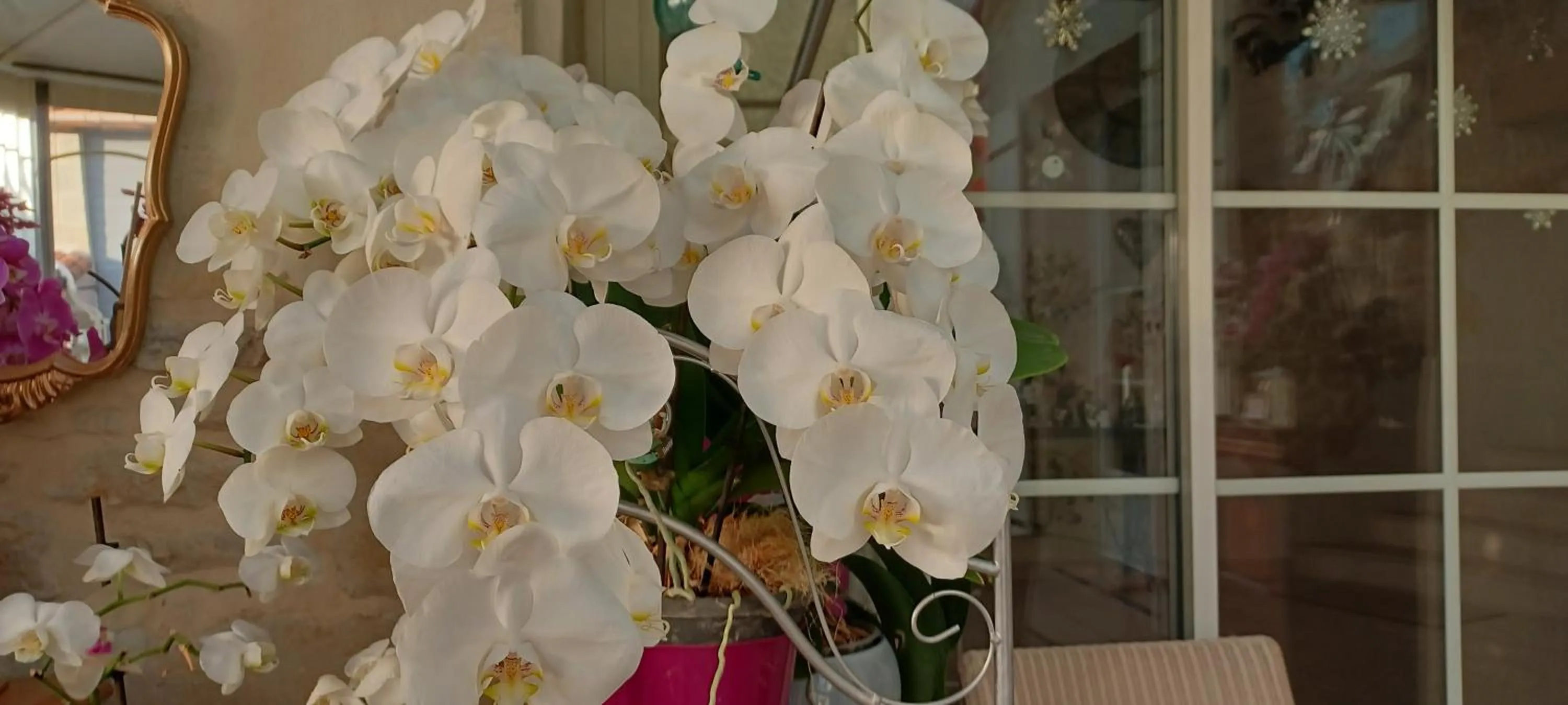 Chambre d'Hôtes Les Orchidées FUTUROSCOPE CHASSENEUIL POITIERS