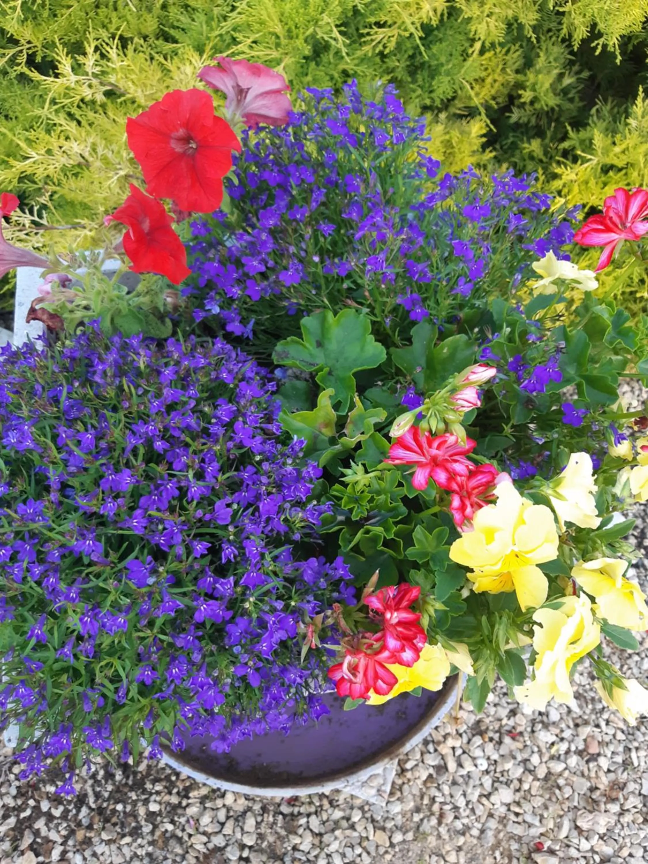 Garden in Chambre d'Hôtes Les Orchidées FUTUROSCOPE CHASSENEUIL POITIERS