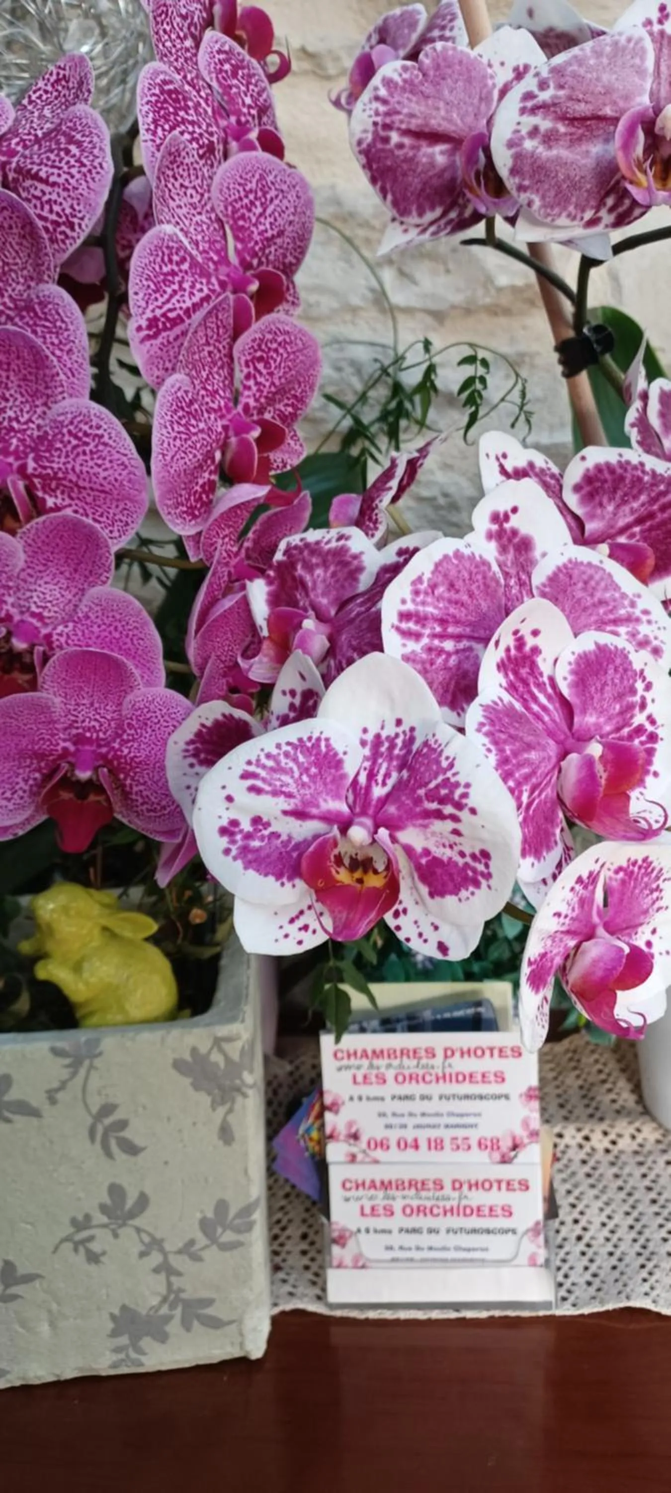 Chambre d'Hôtes Les Orchidées FUTUROSCOPE CHASSENEUIL POITIERS