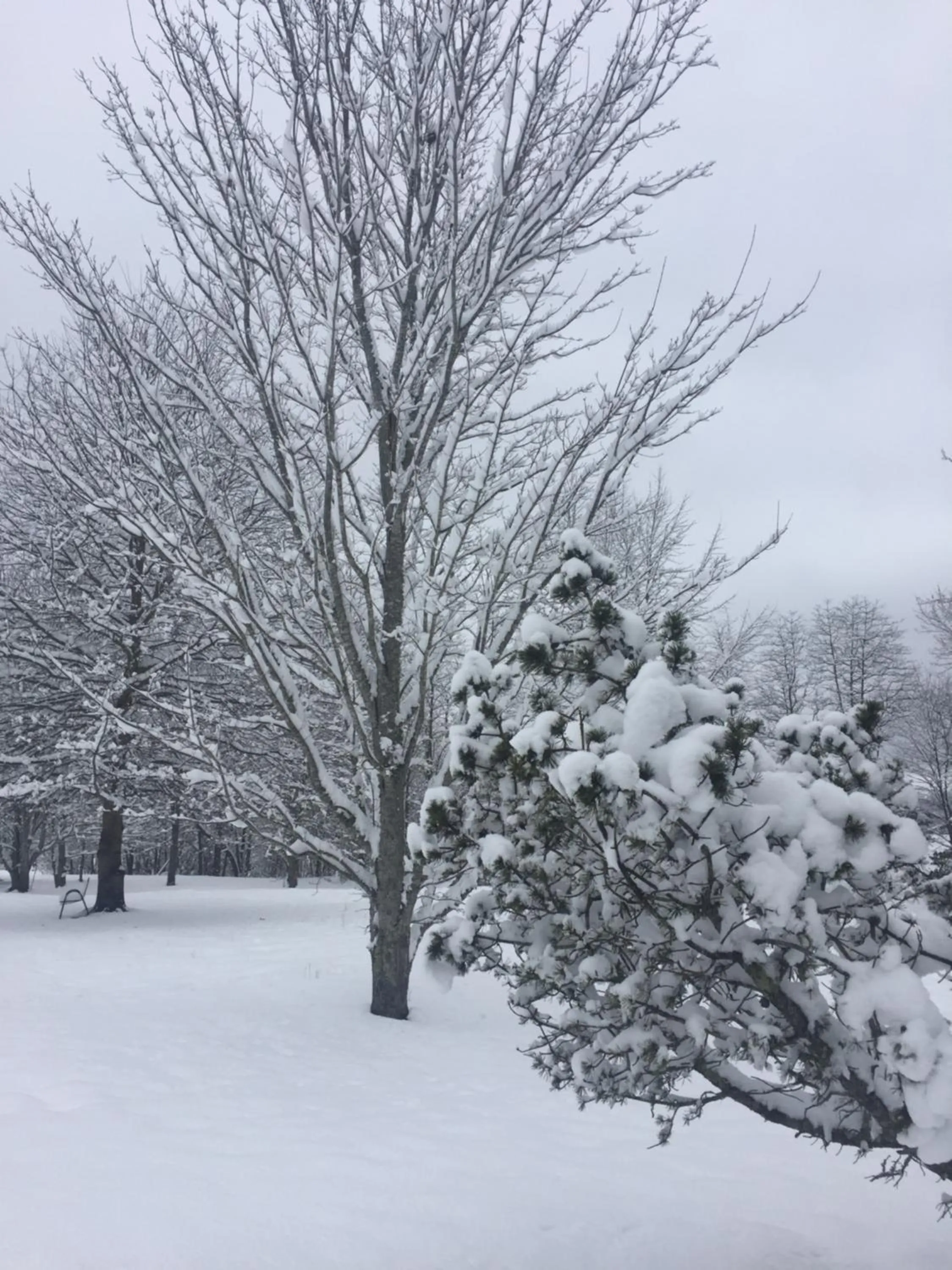 Natural landscape in Mt Mitchell Cabin Rentals