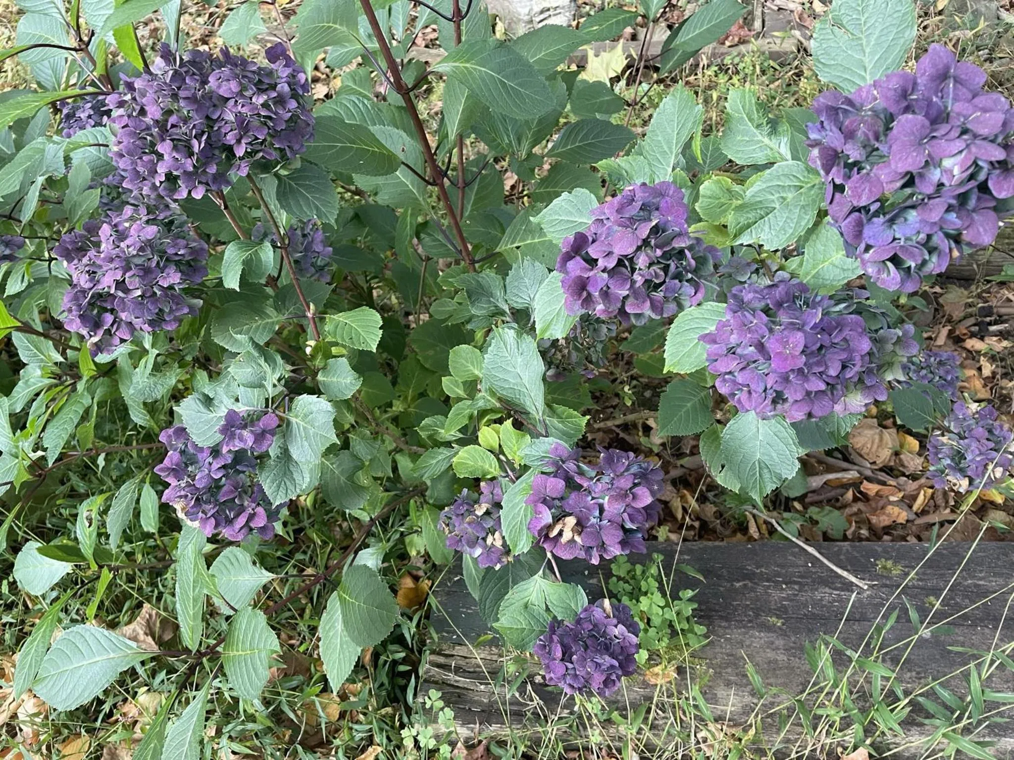 Garden view in Mt Mitchell Cabin Rentals