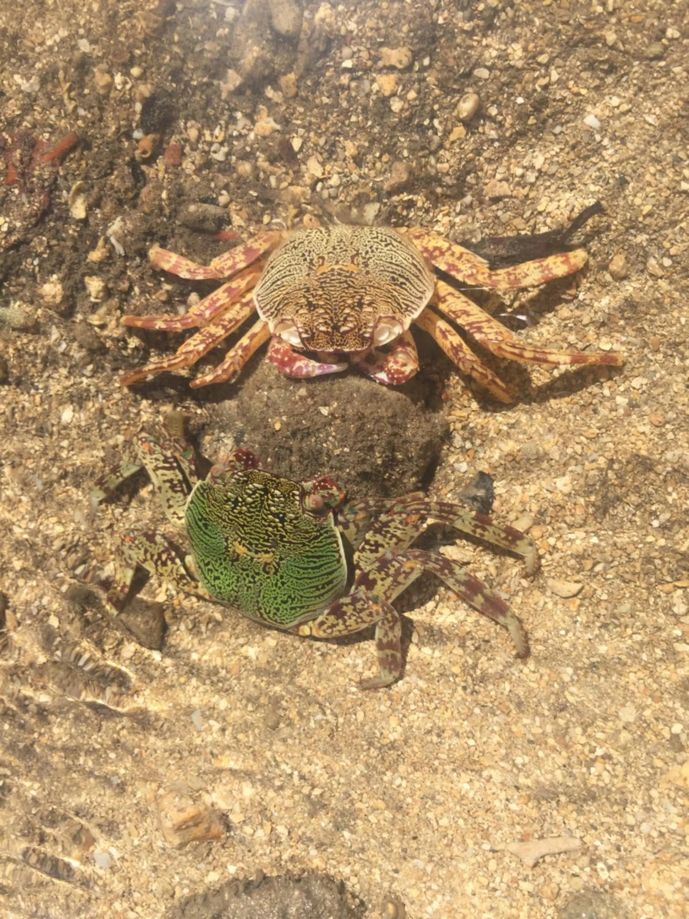 Animals in Belo Vula Island Resort Pte Limited