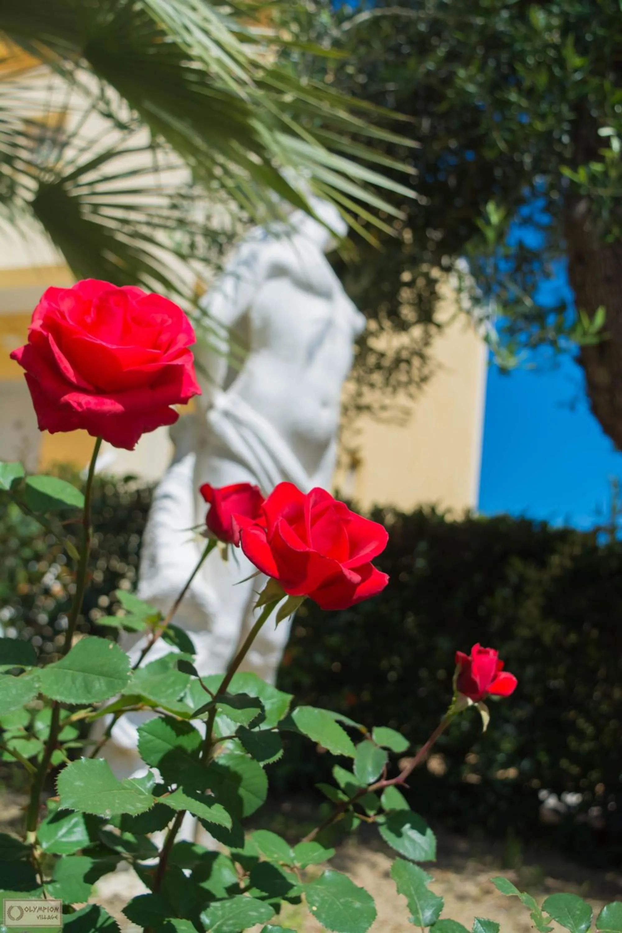 Garden in Olympion Village