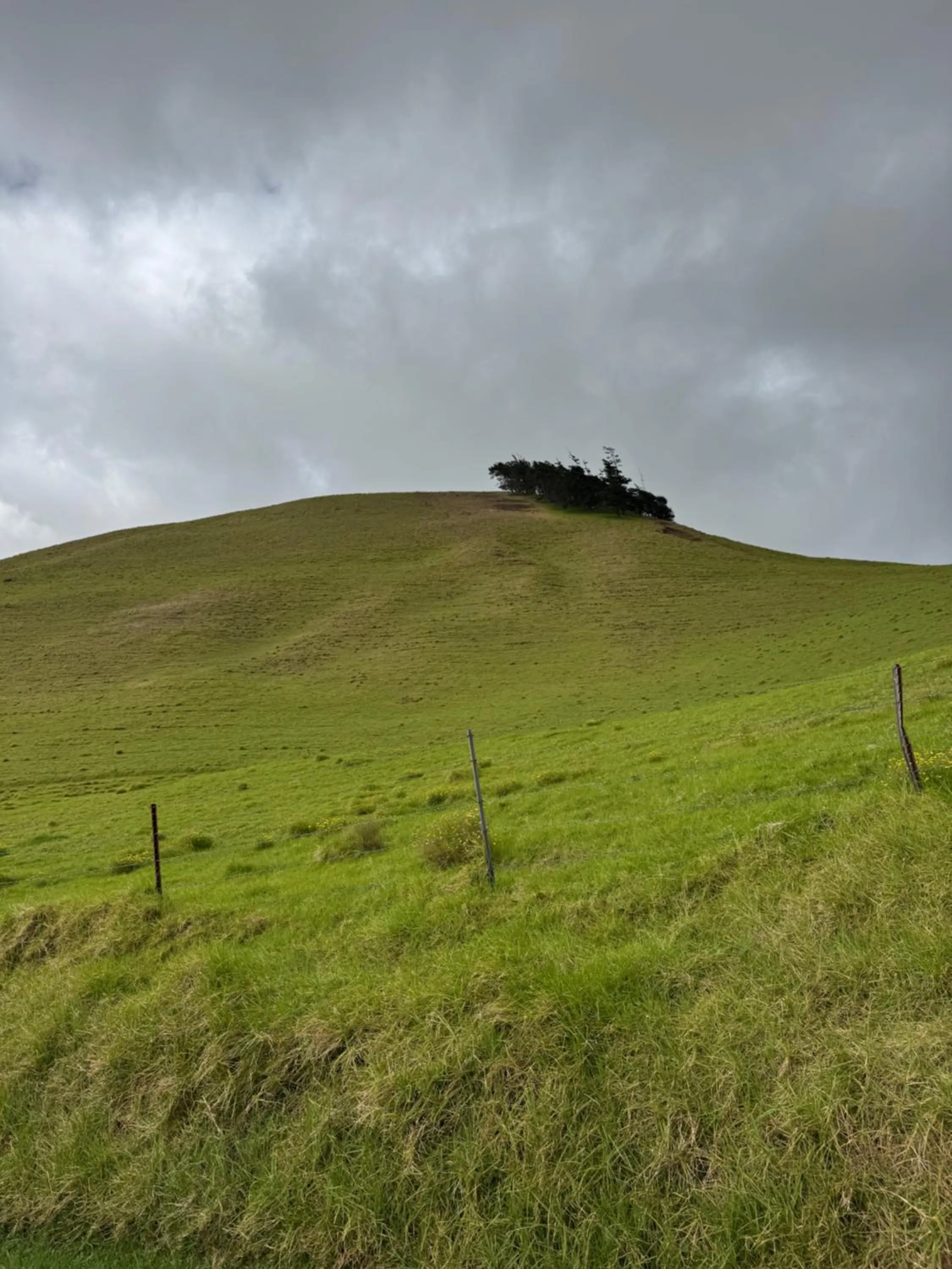 Natural landscape in Belle Vue Waimea B&B Corporation - Big Island of Hawaii