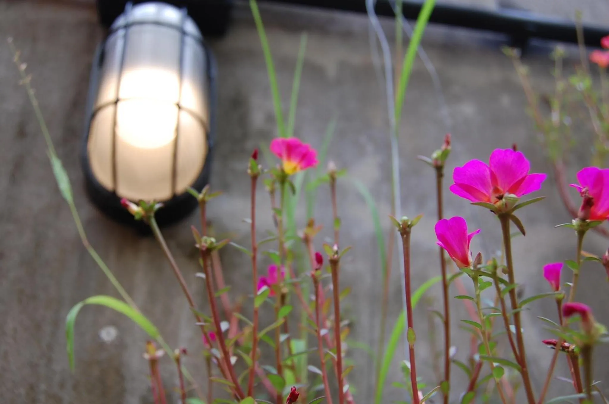 UdonBackpackers Beds and Cafe