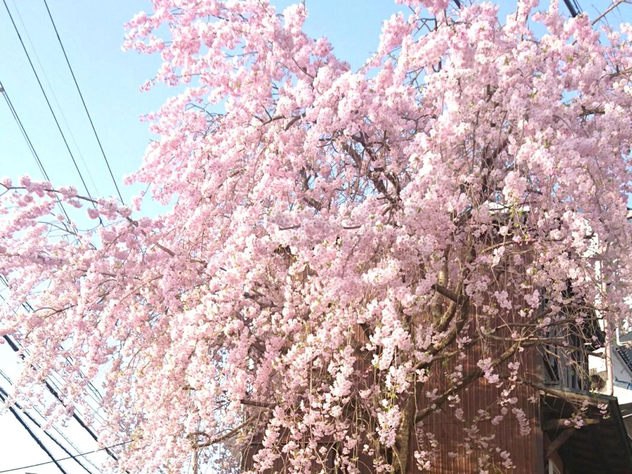 Natural landscape in Shiroyama Ryokan