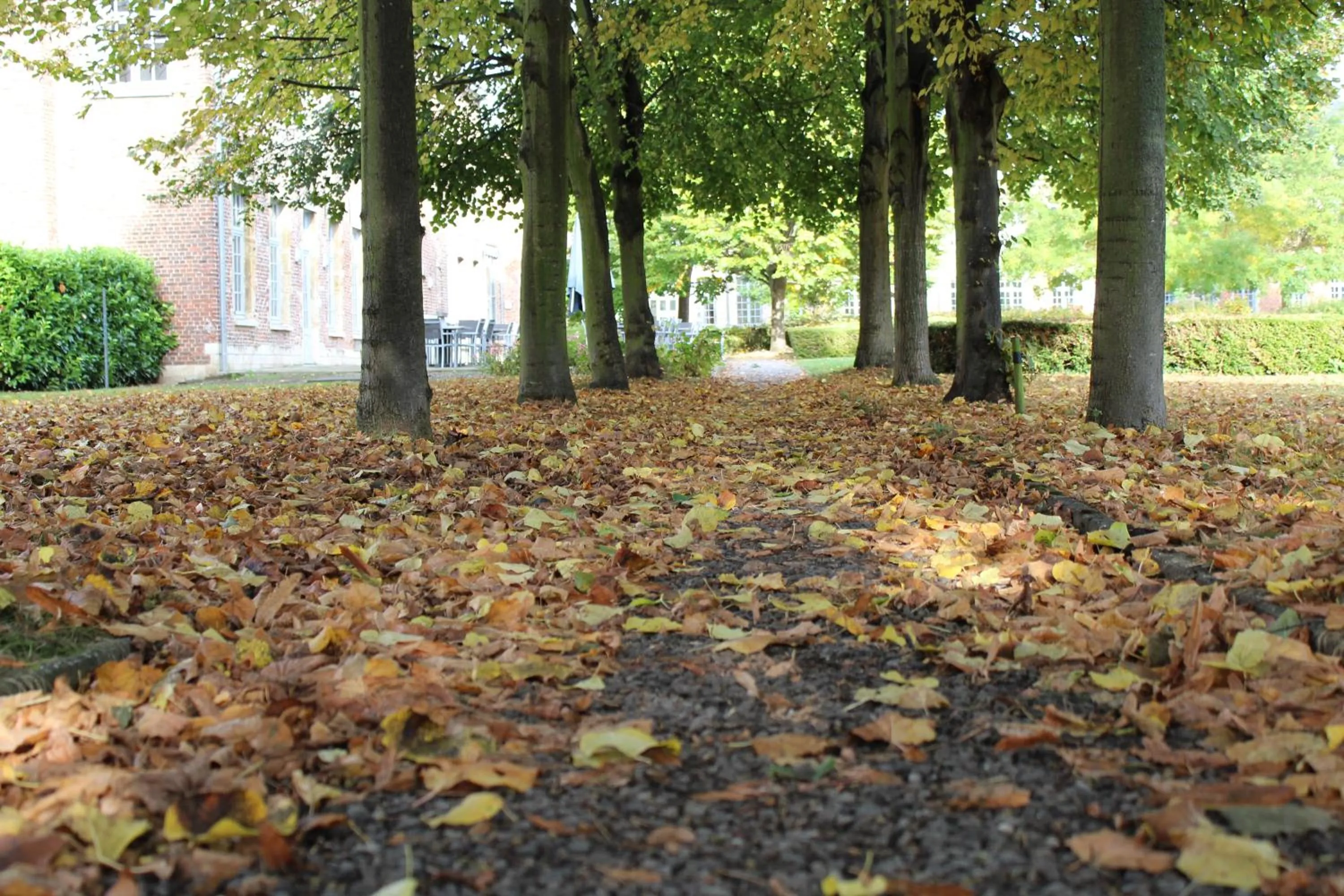 Garden in Irish College Leuven