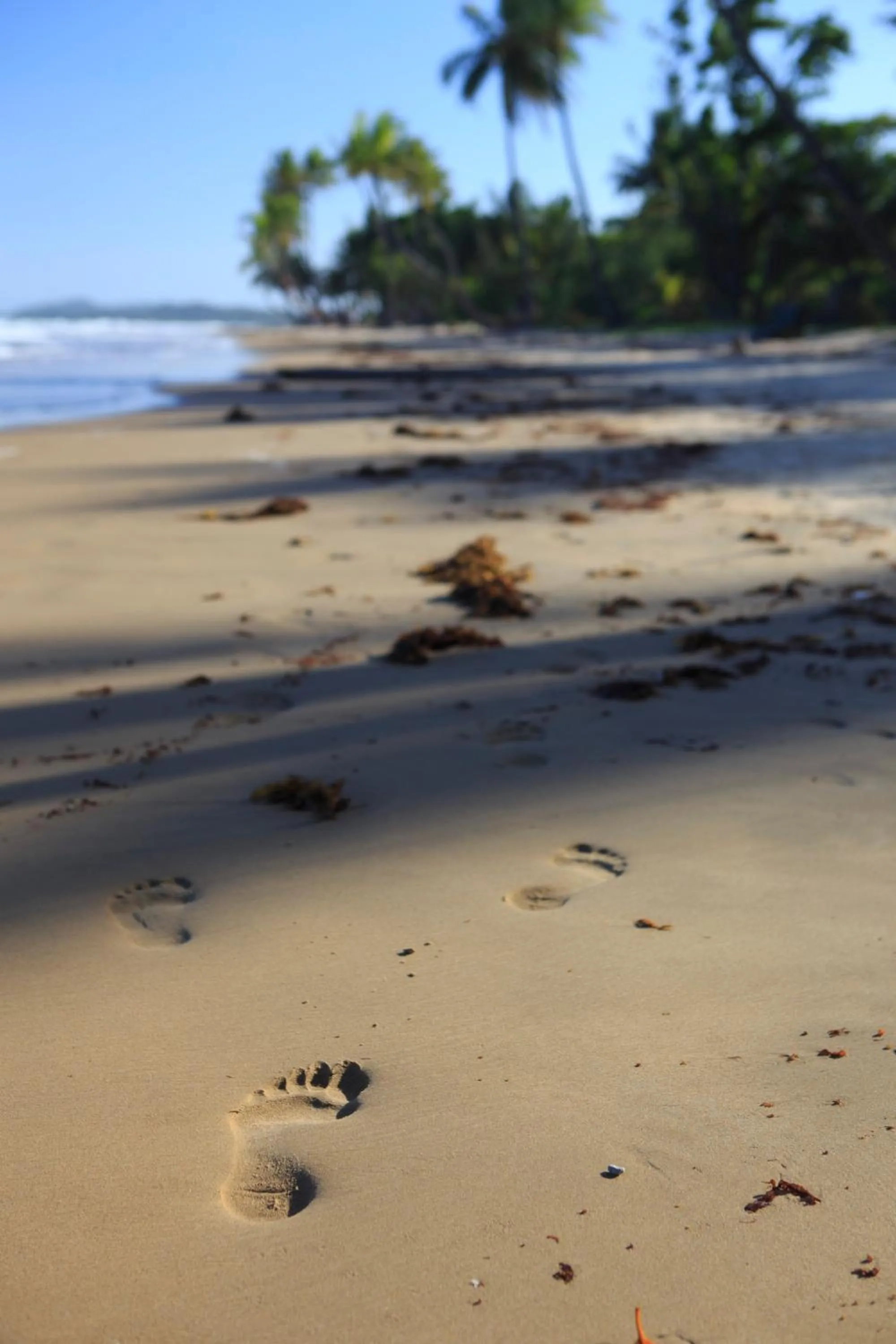 Natural landscape in Scotty's Mission Beach