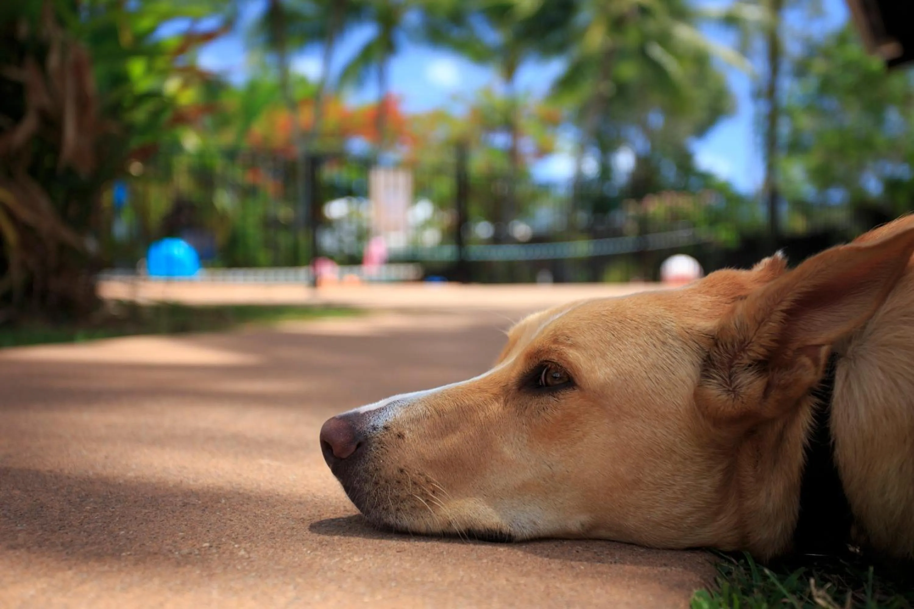 Pets in Scotty's Mission Beach