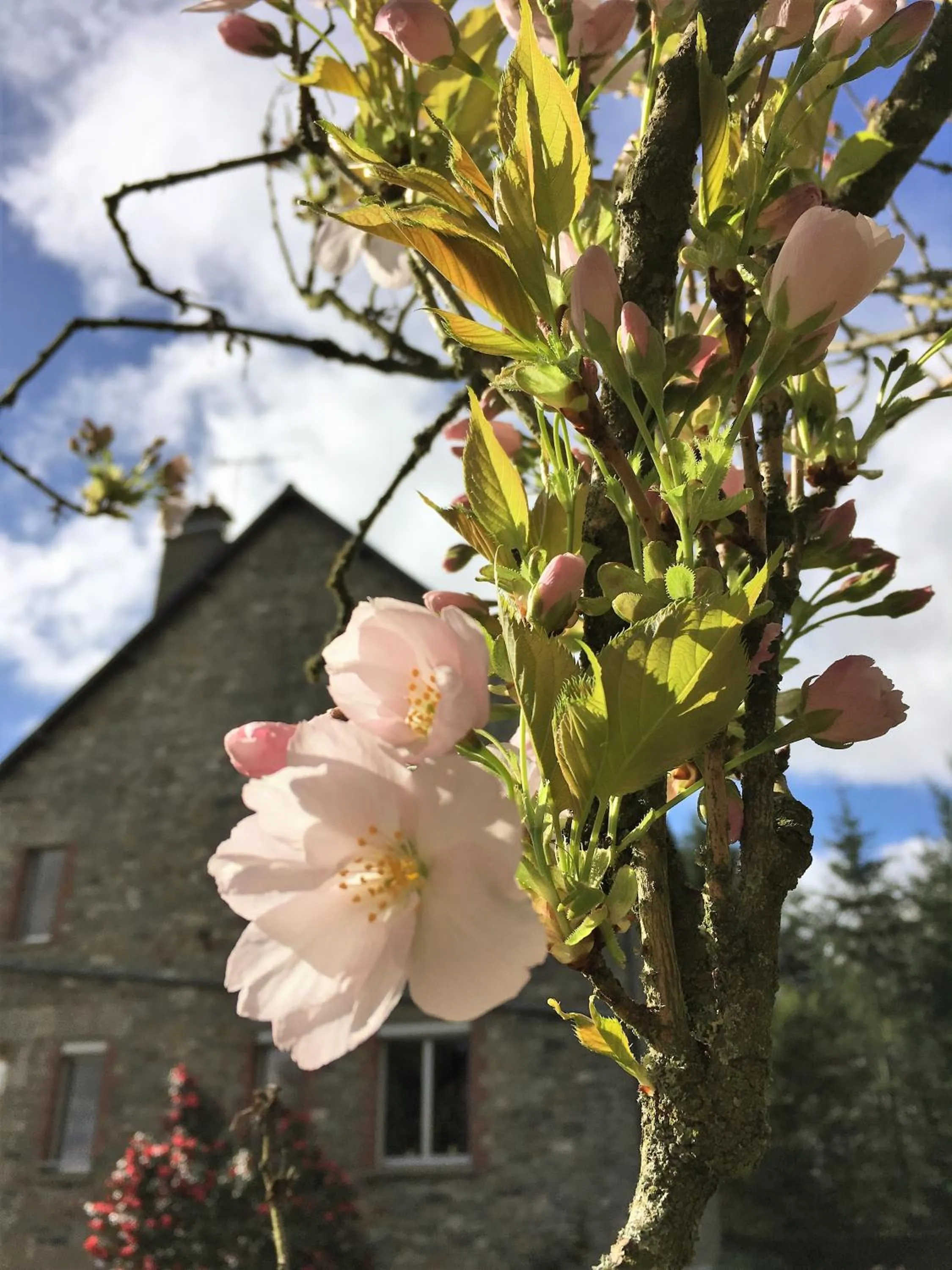 View (from property/room) in Les voisins de l'illet