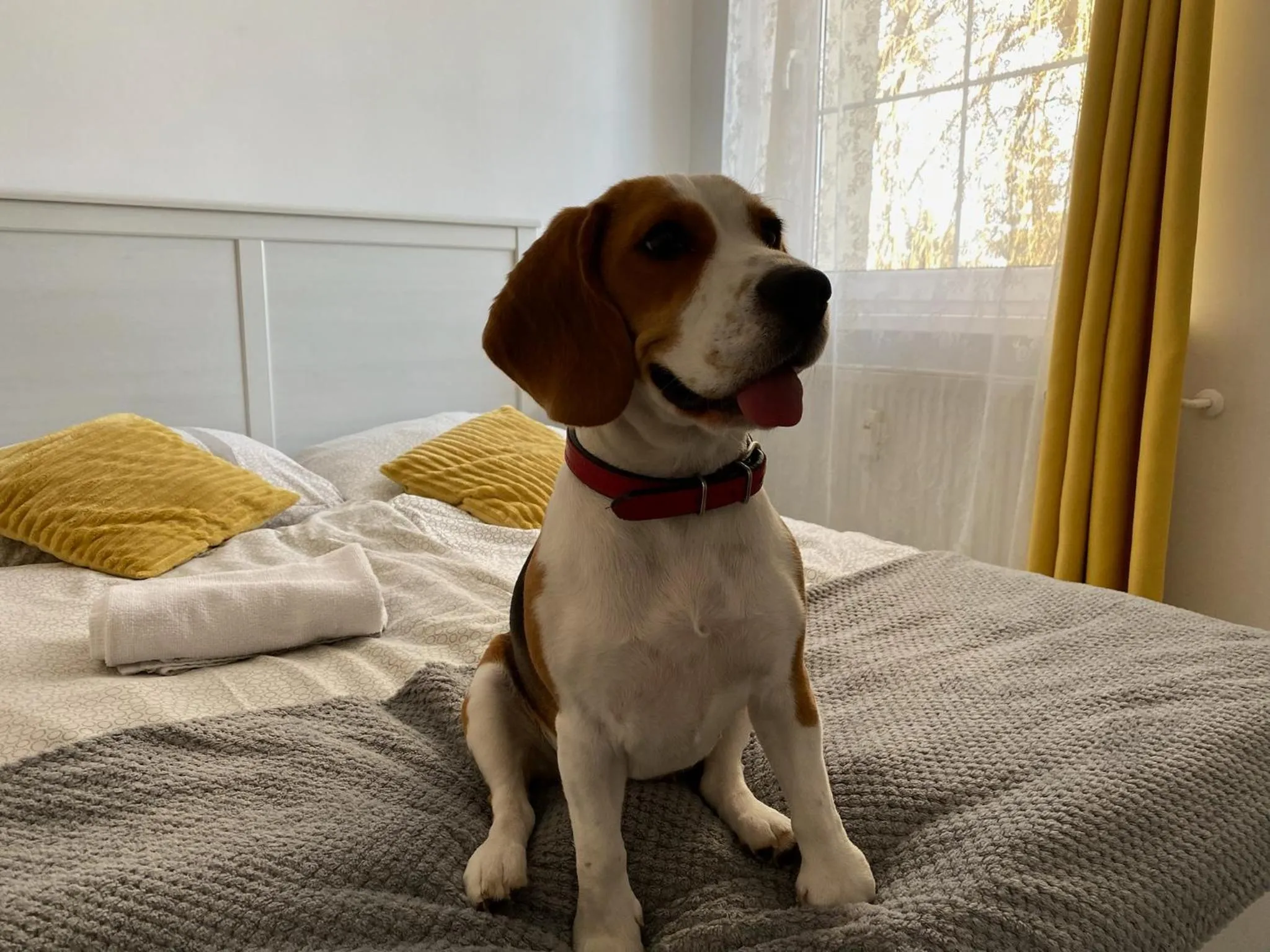 Pets, Bed in Hostel Przed Świtem