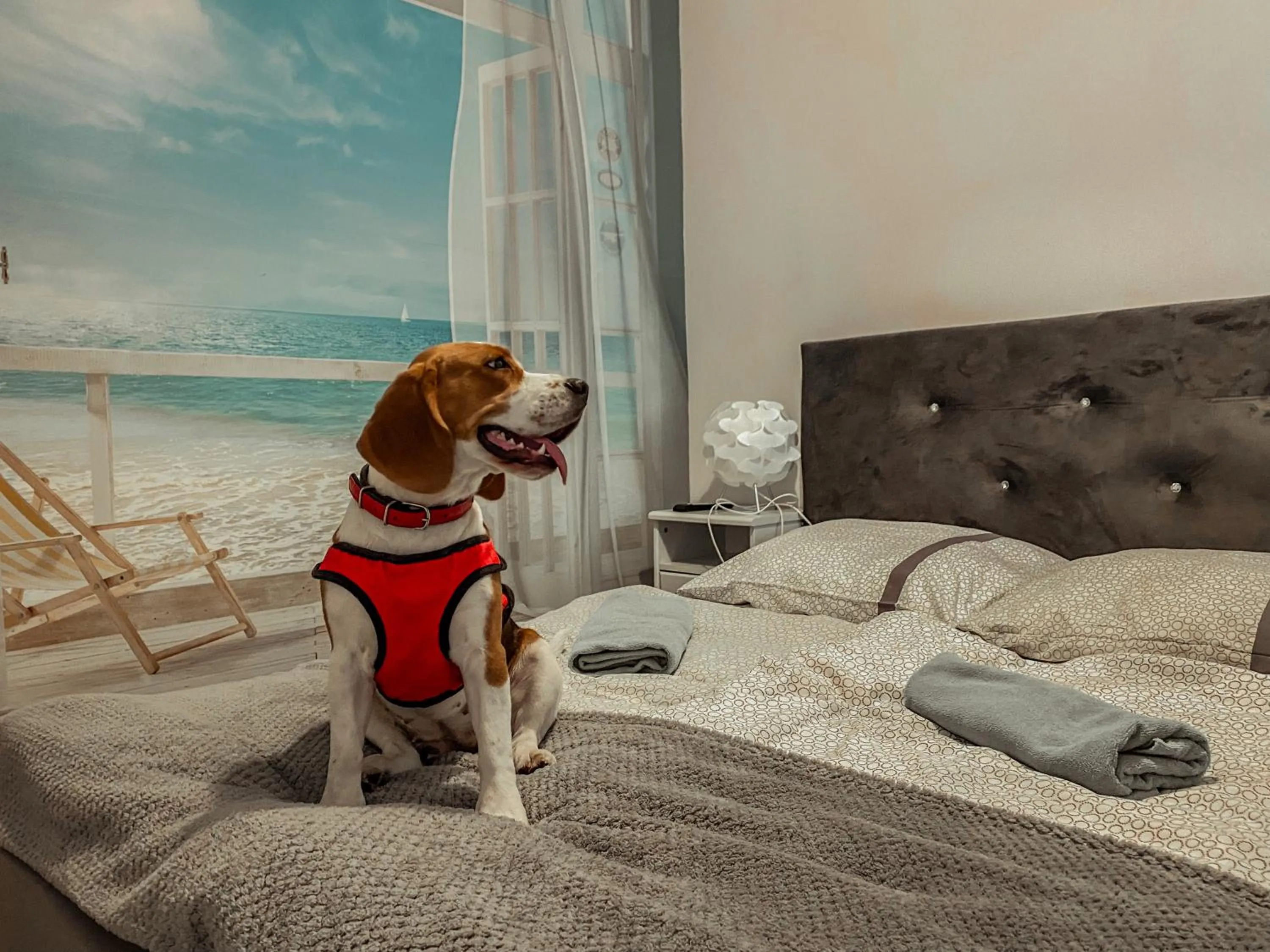 pet friendly, Bed in Hostel Przed Świtem