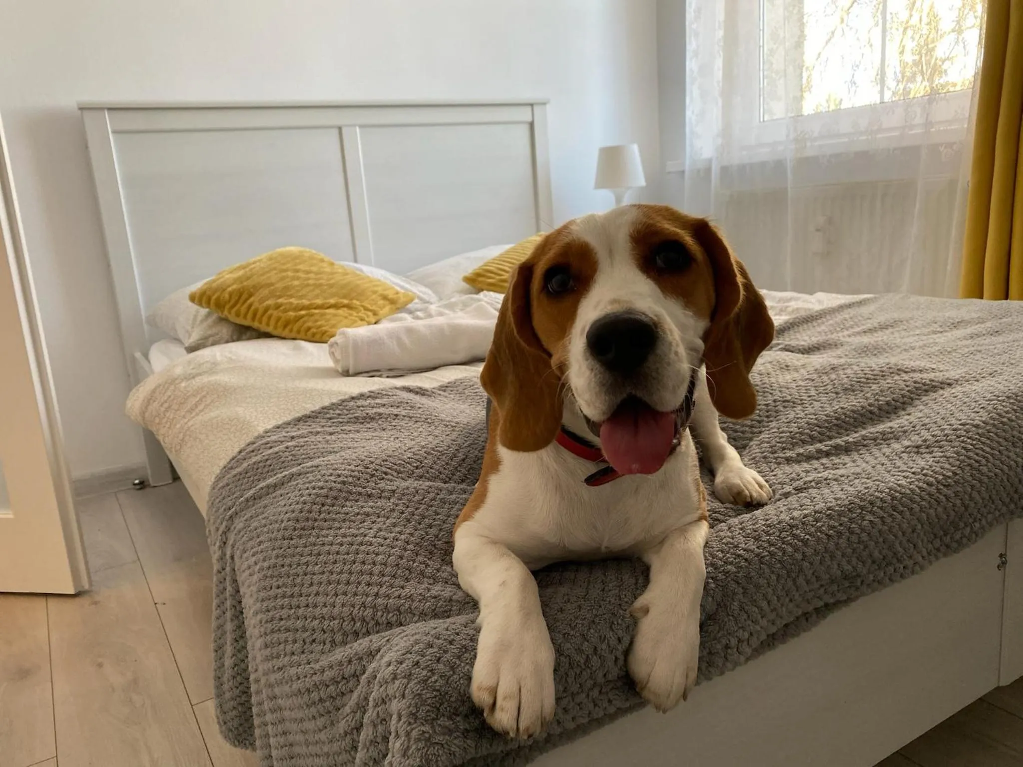 Pets, Bed in Hostel Przed Świtem