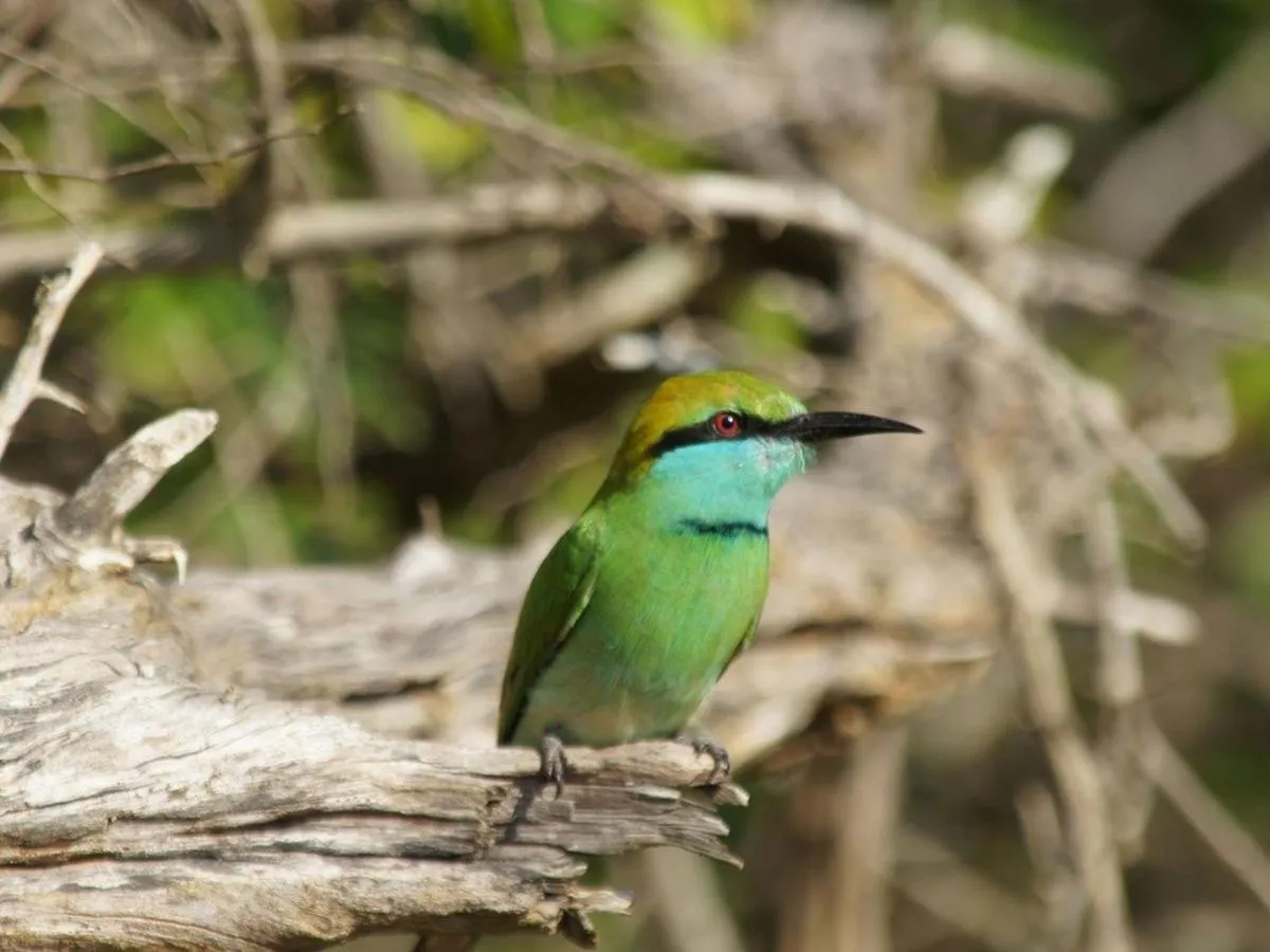 Animals in Villa Kaetana Lanka Unawatuna
