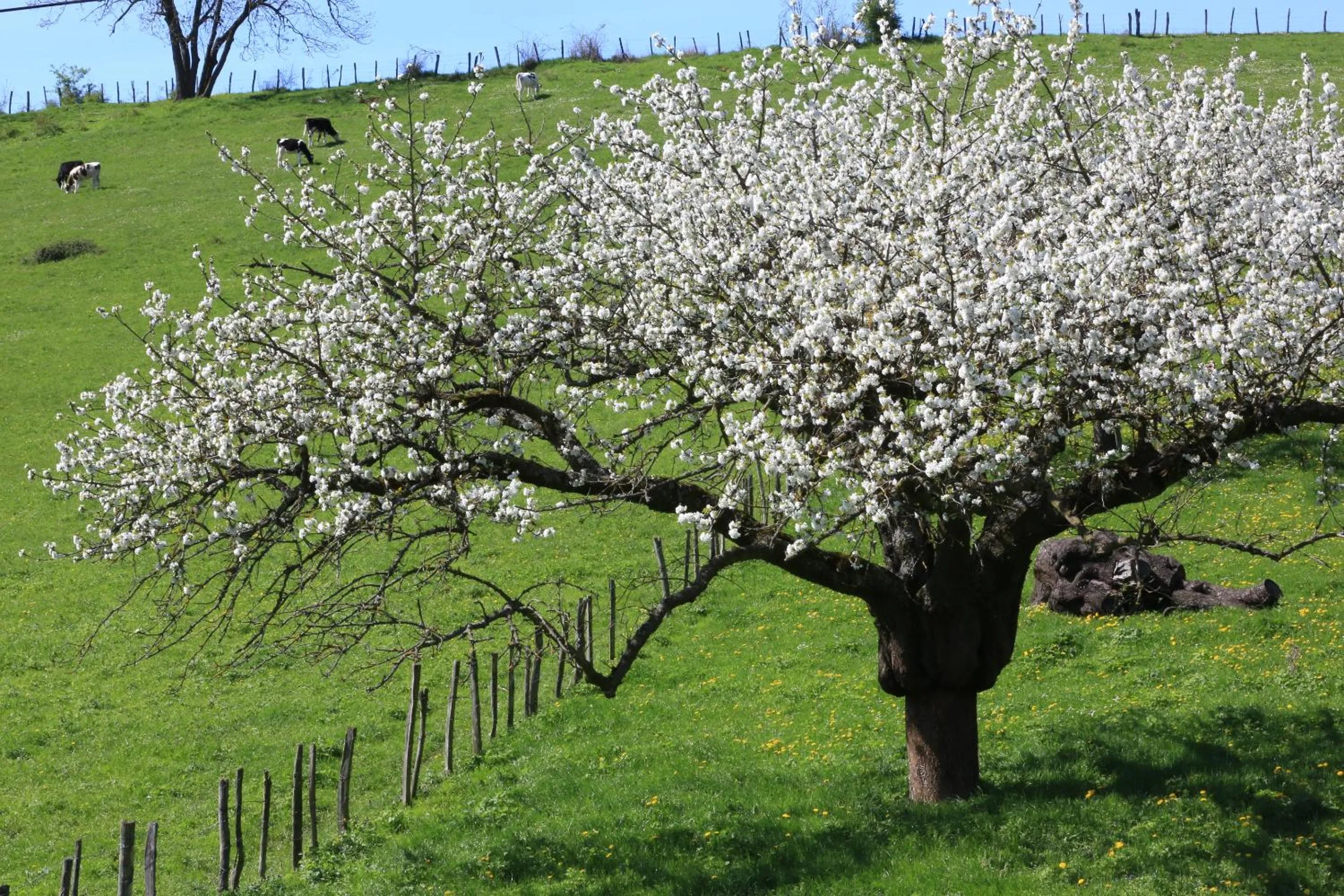 Natural landscape in Maison Cube
