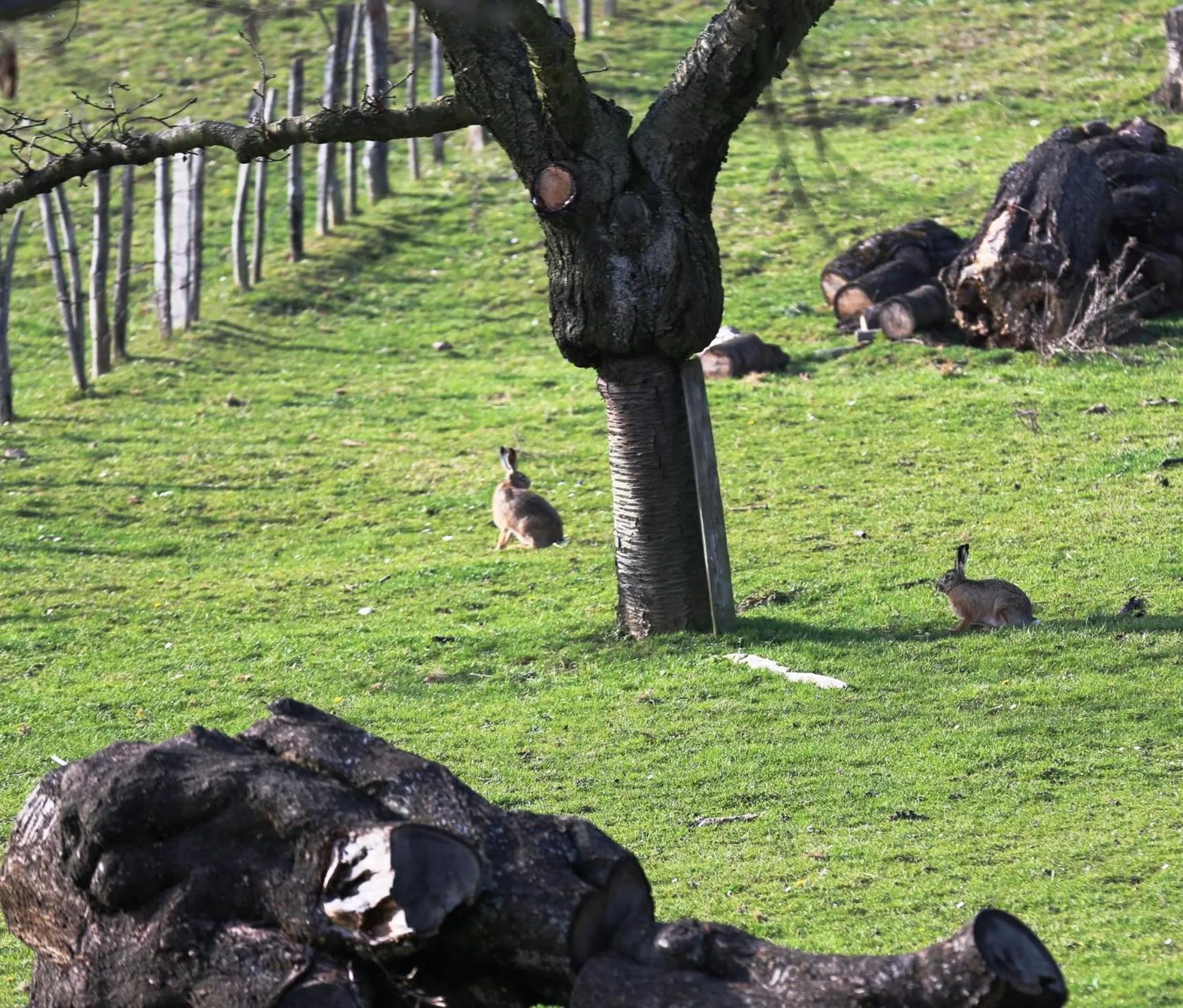 Natural landscape in Maison Cube