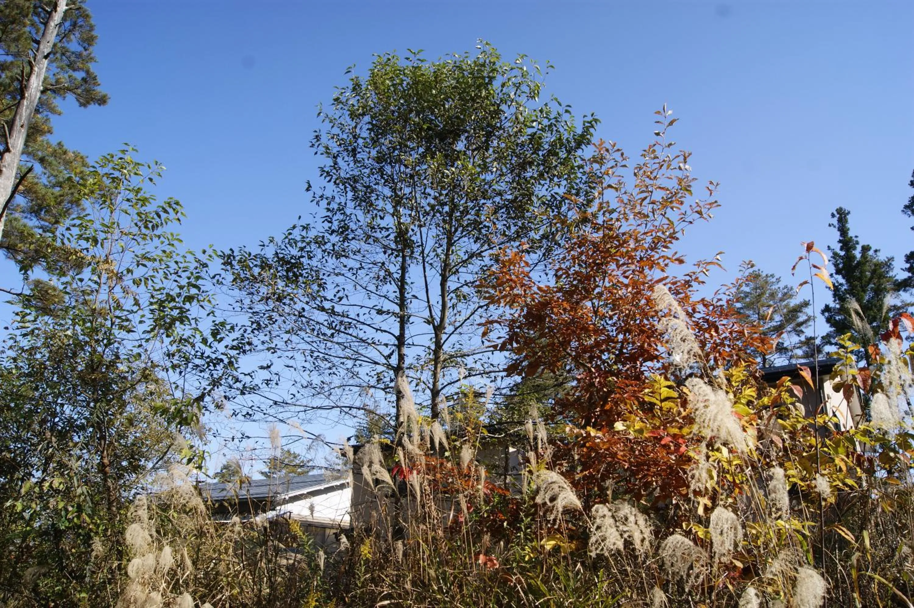 Pension Good Luck Takayama