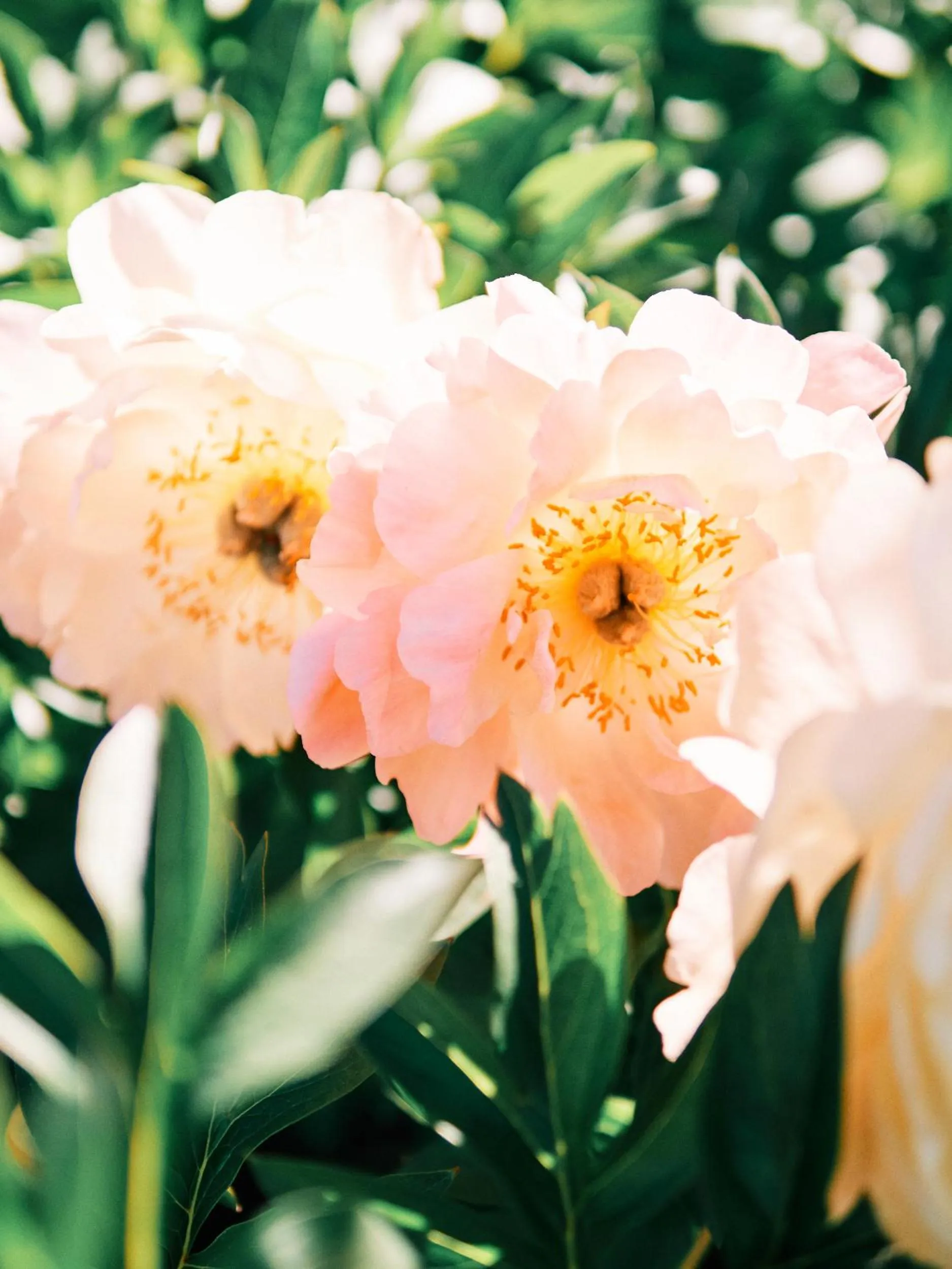 Garden view in Mt Michael Lodge