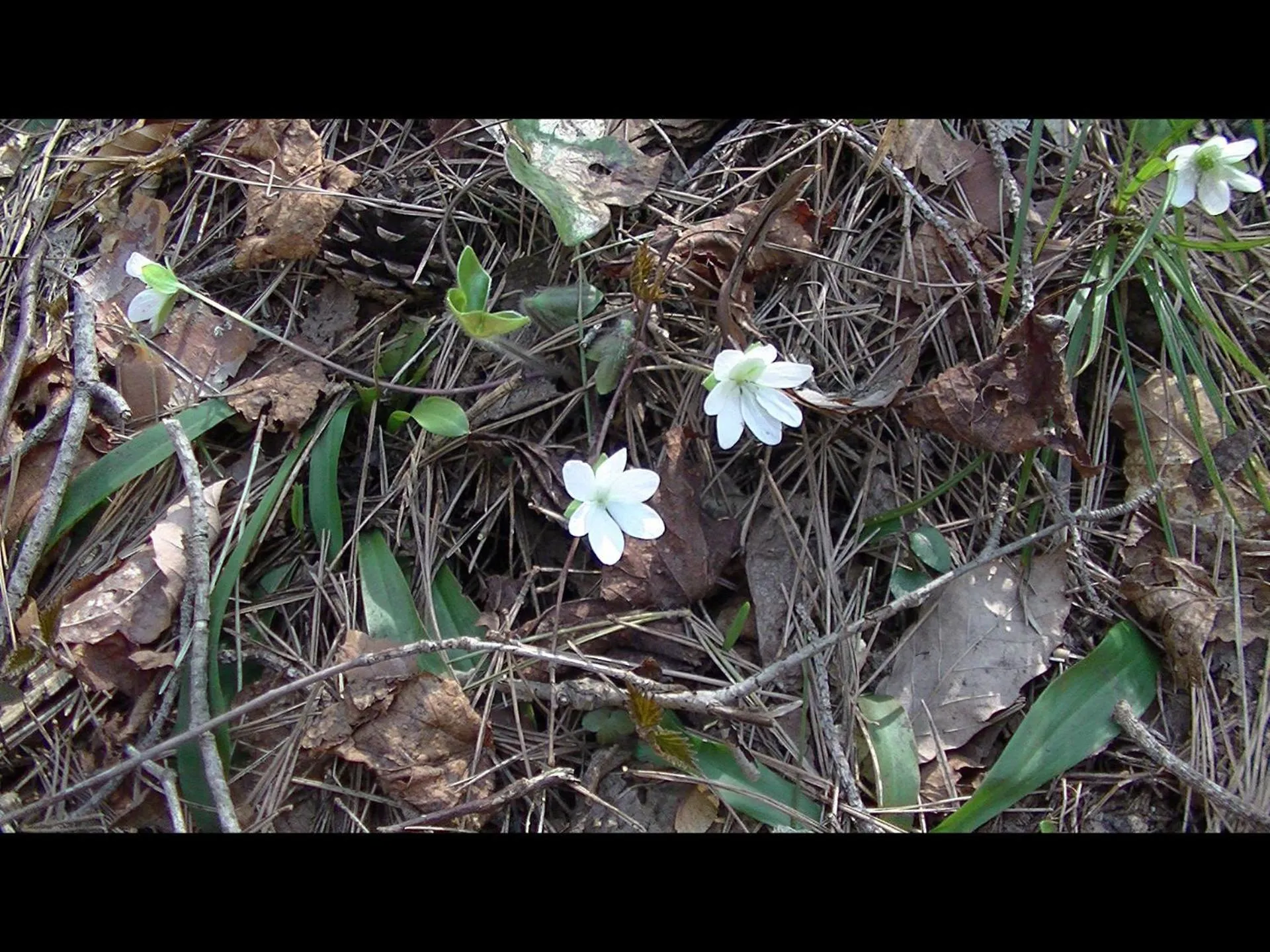 Other in Dai Onsen Matsudaya Ryokan
