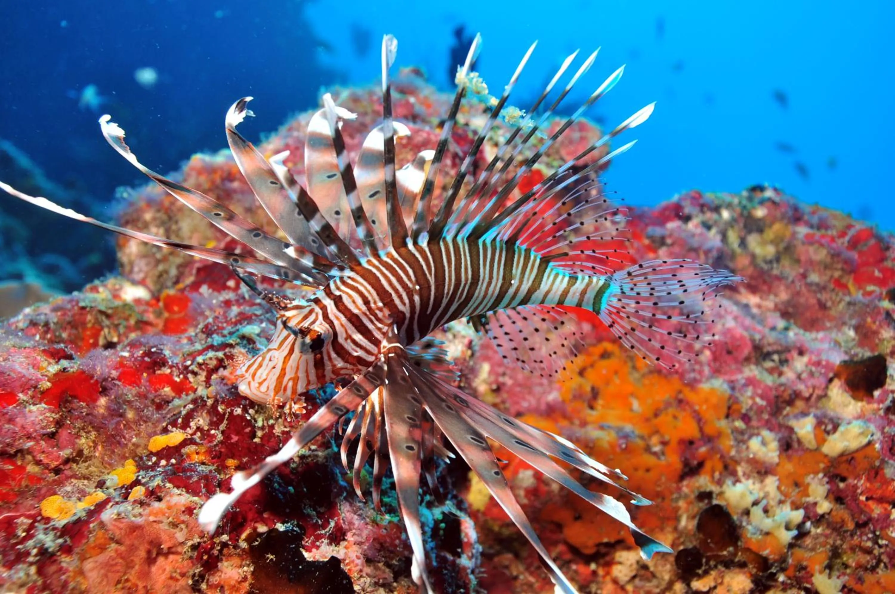 Snorkeling in Niva Dhigali Maldives - A Premium All-Inclusive Resort