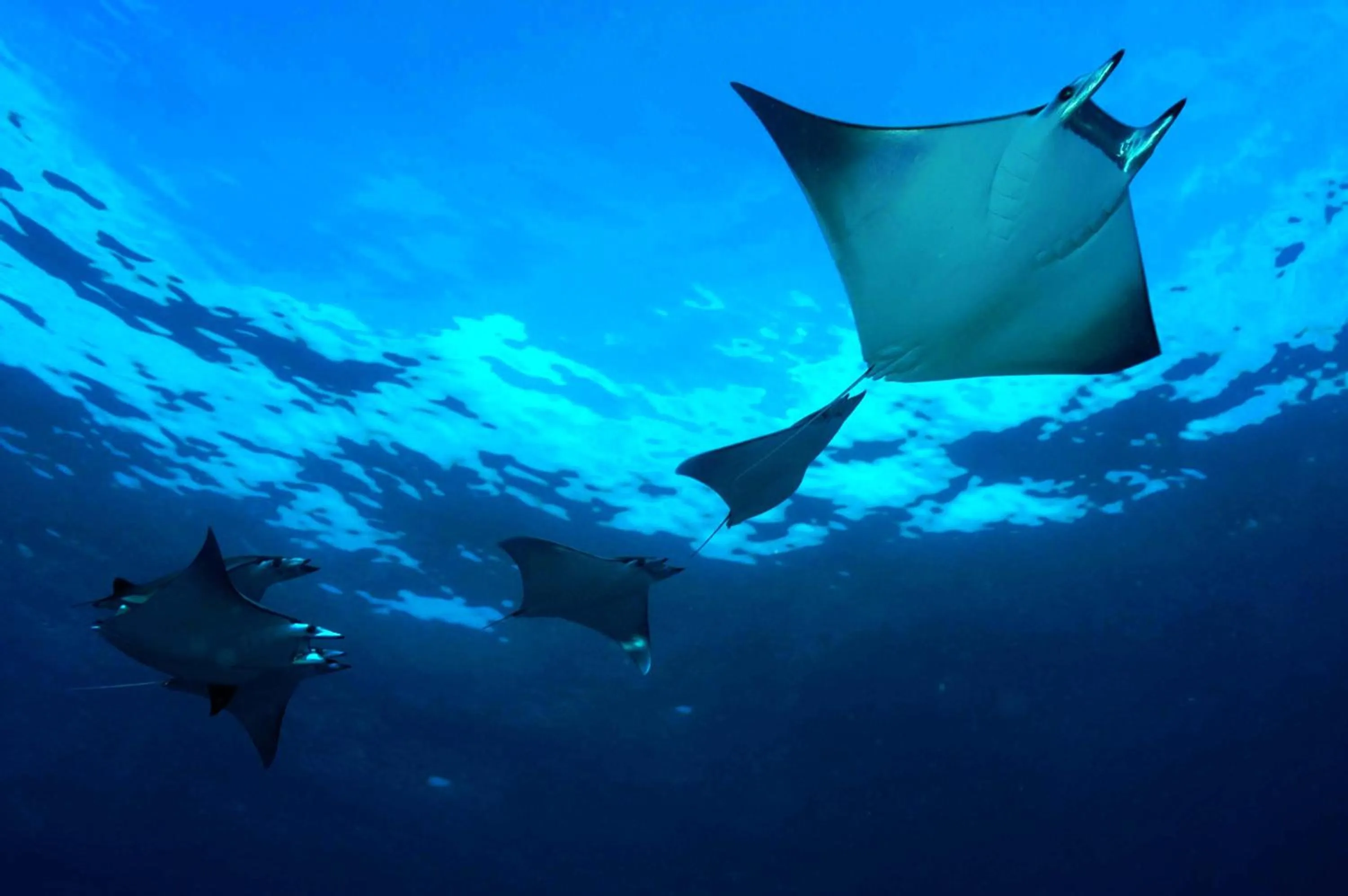 Off site in Niva Dhigali Maldives - A Premium All-Inclusive Resort