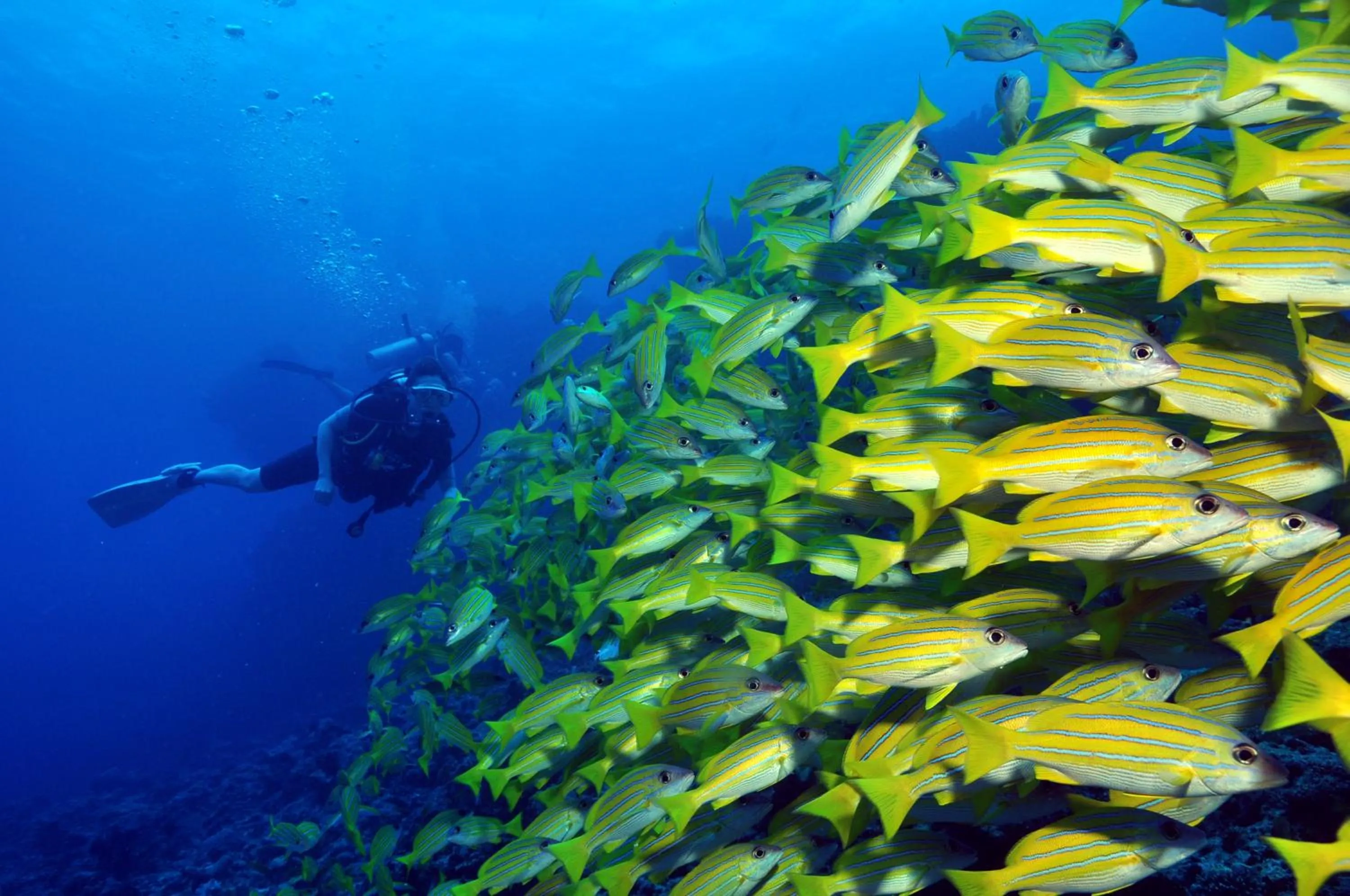 Snorkeling in Niva Dhigali Maldives - A Premium All-Inclusive Resort