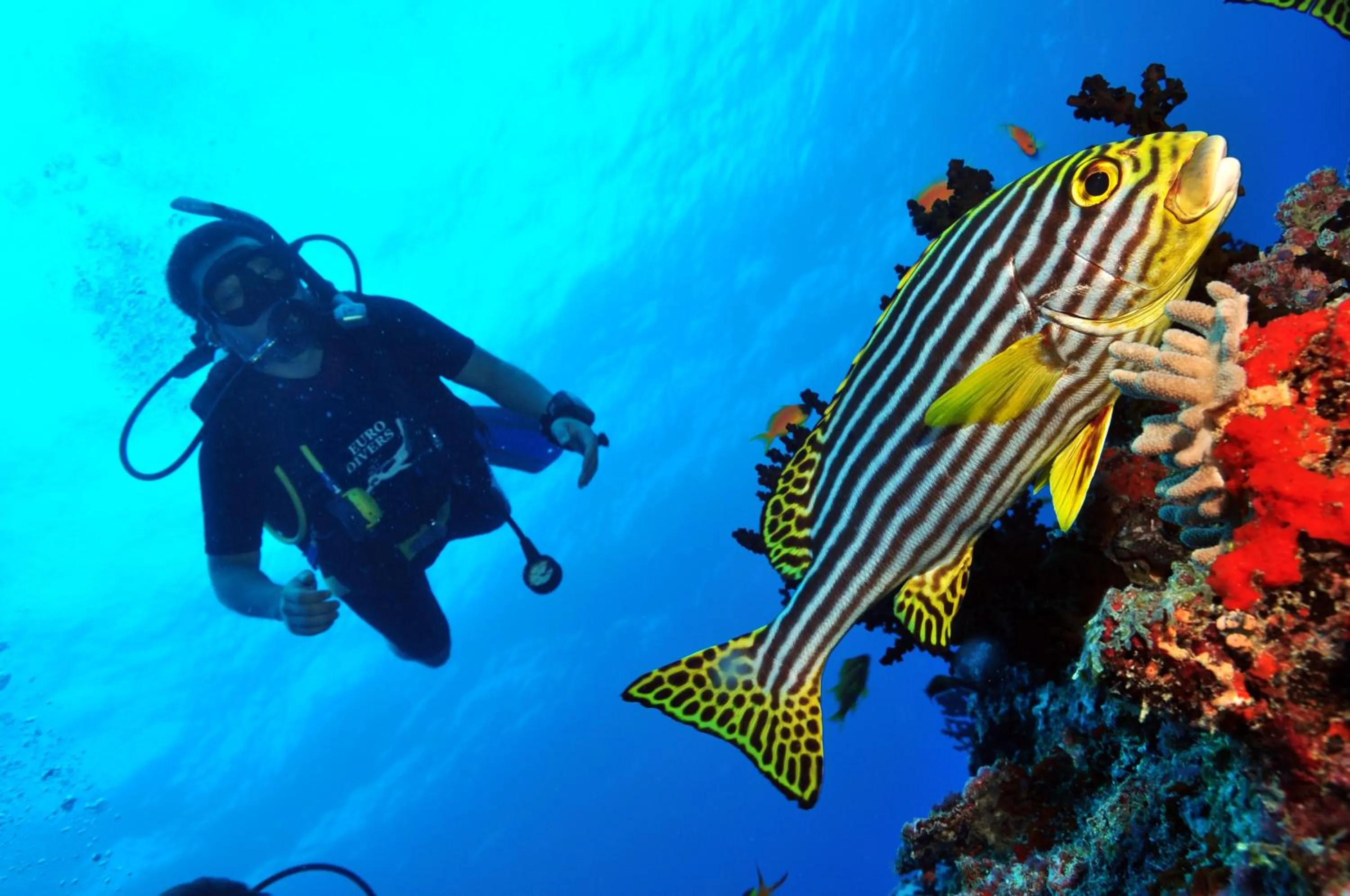Snorkeling in Niva Dhigali Maldives - A Premium All-Inclusive Resort