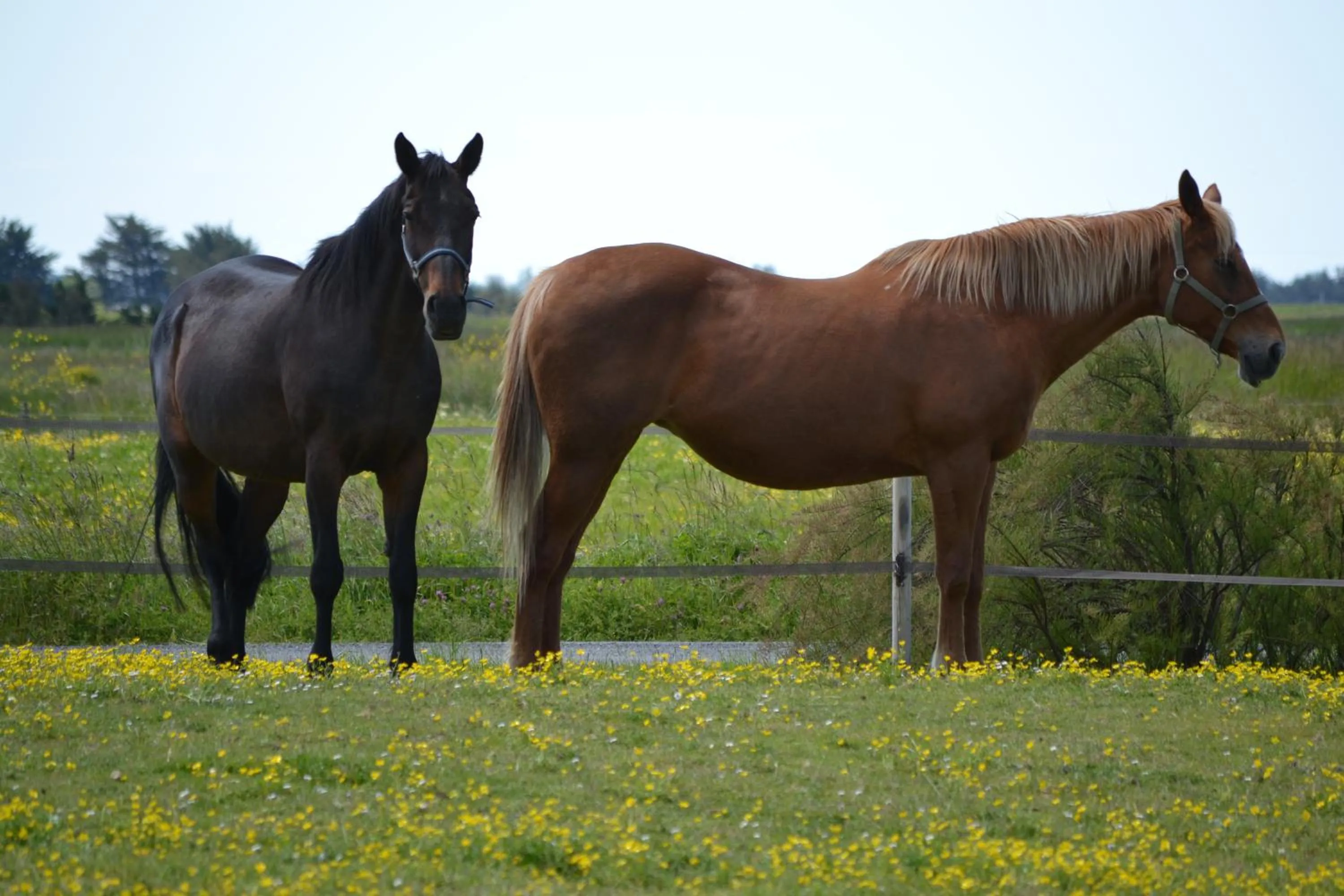 Pets in Les Pensions du Joslin