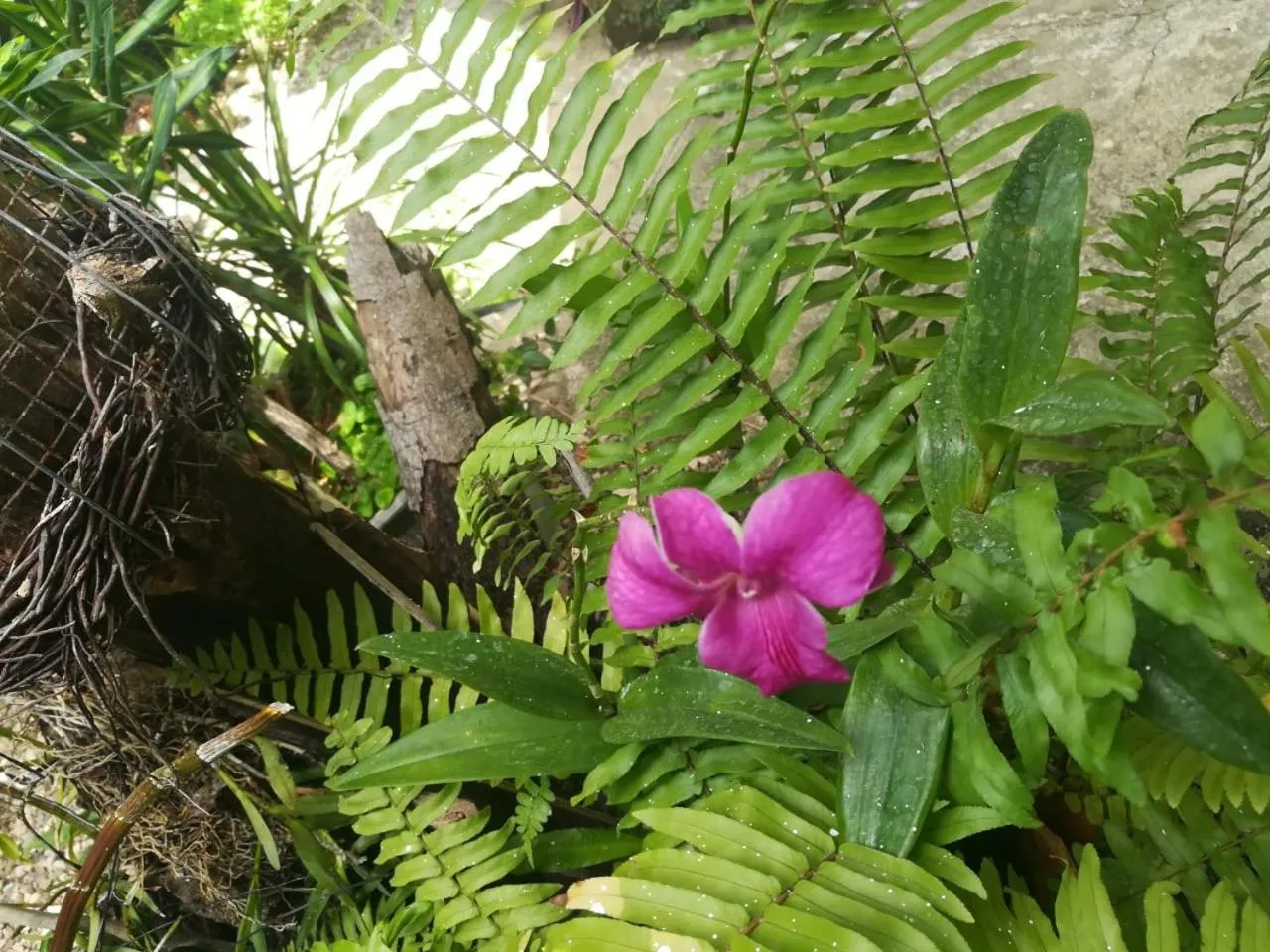 Villa Carolina Bed and Breakfast