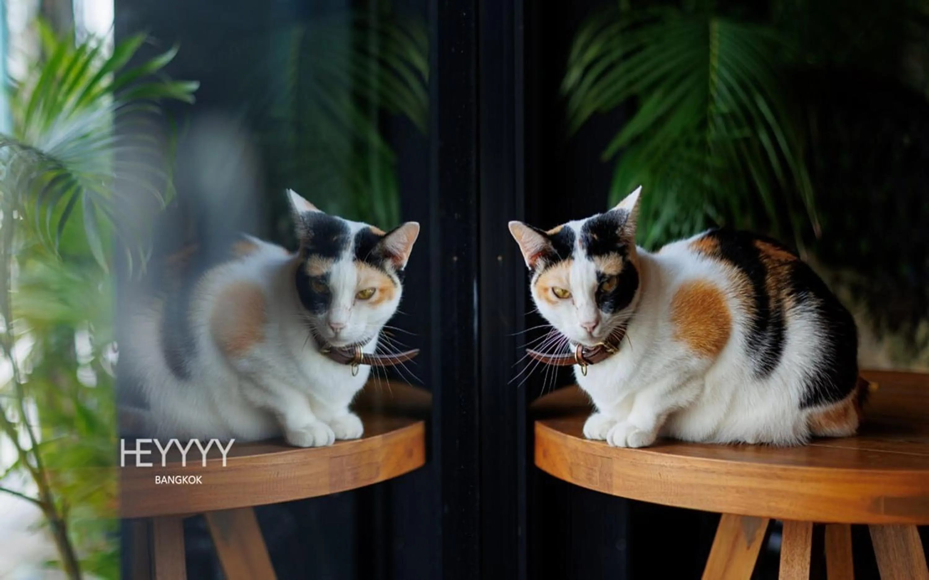 Pets in Heyyyy Bangkok