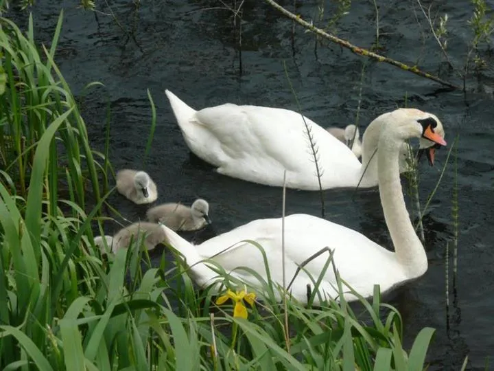 Nearby landmark in Scapaflow B&B