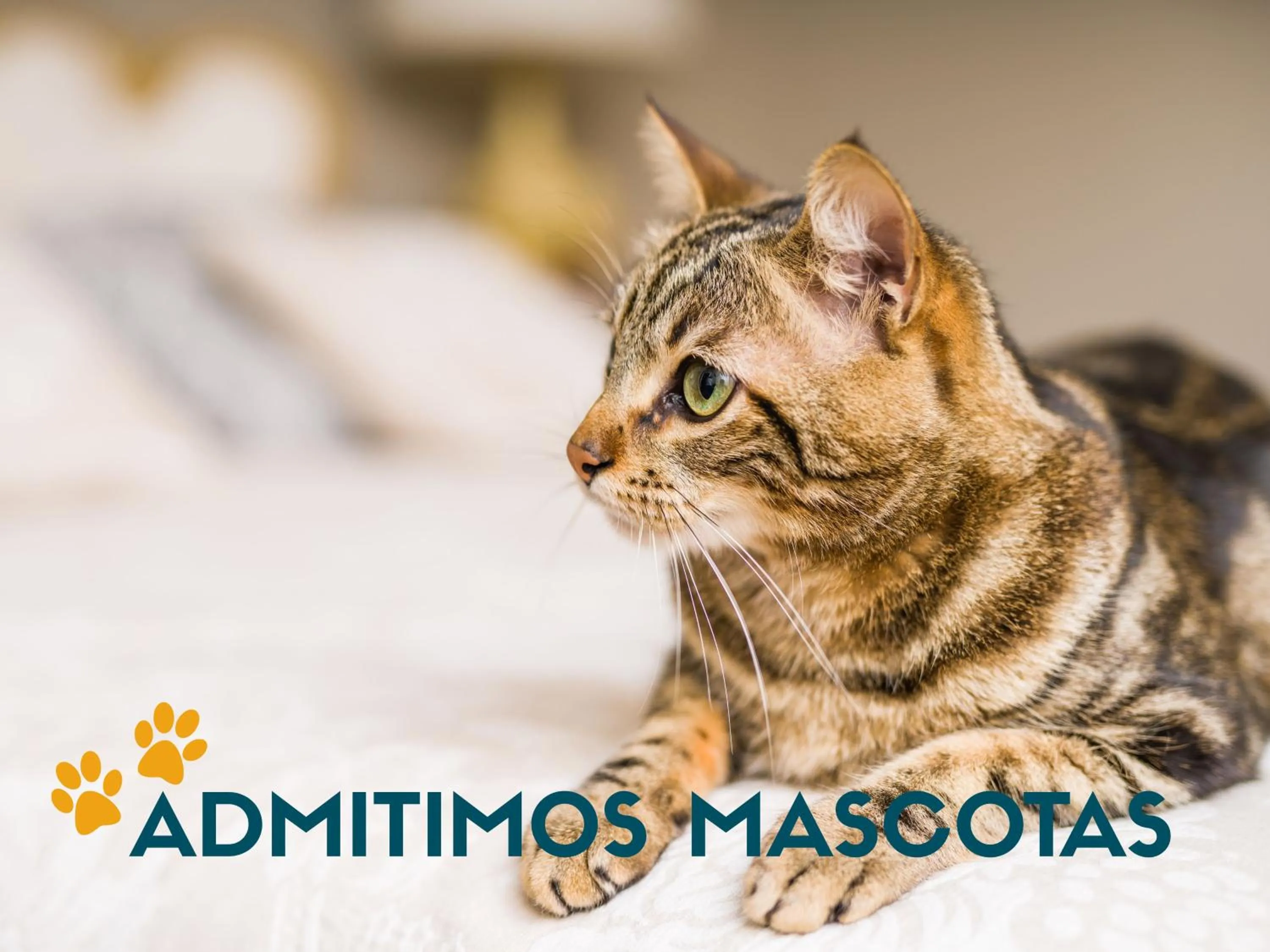 Pets in Apartamentos Pantebre 3000