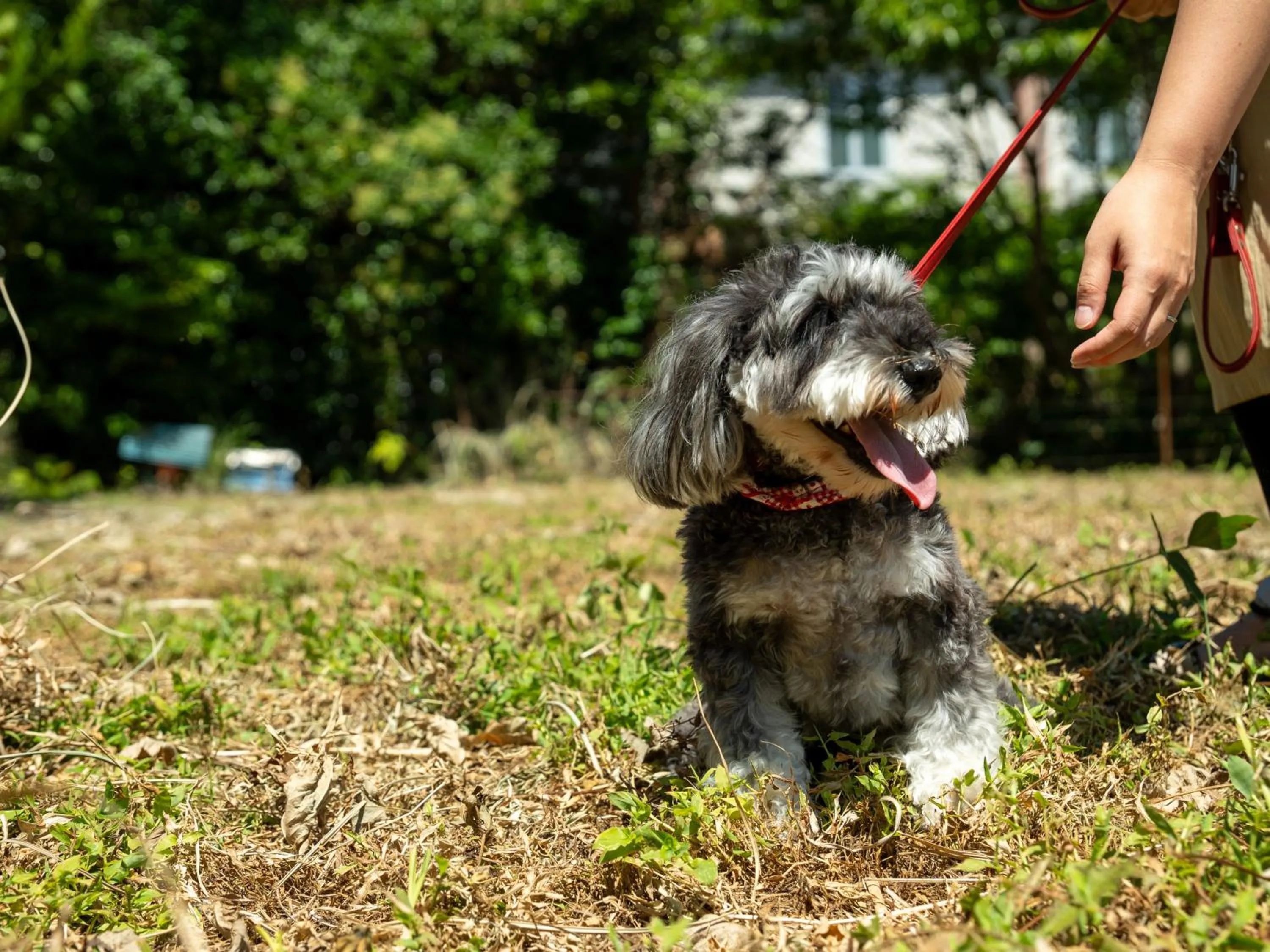 Animals in Farm Garden Hotel
