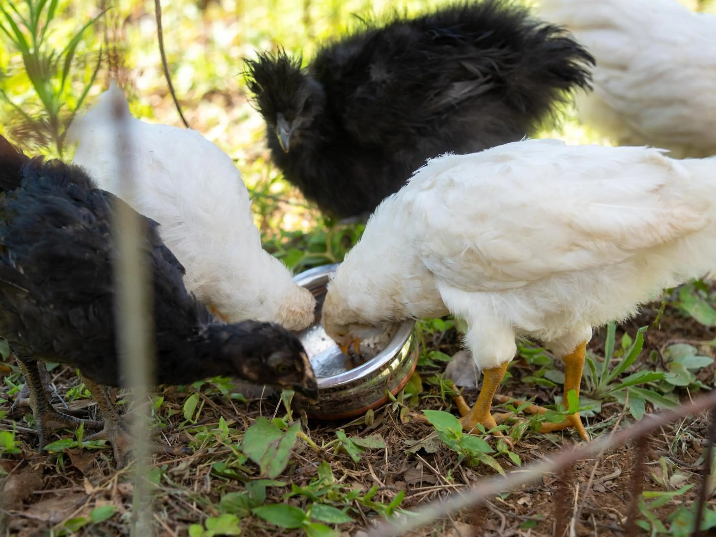 Animals in Farm Garden Hotel