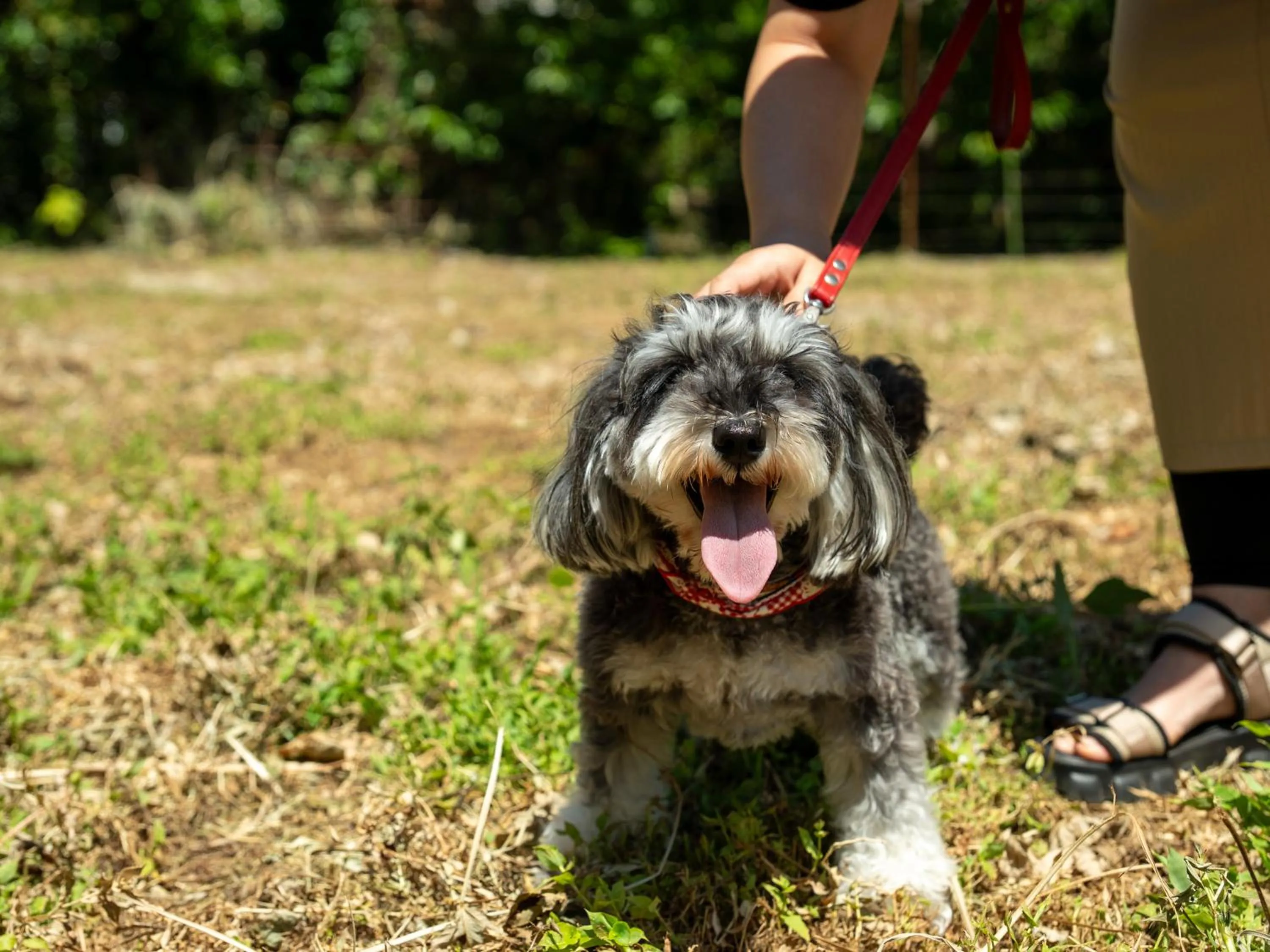 Animals in Farm Garden Hotel