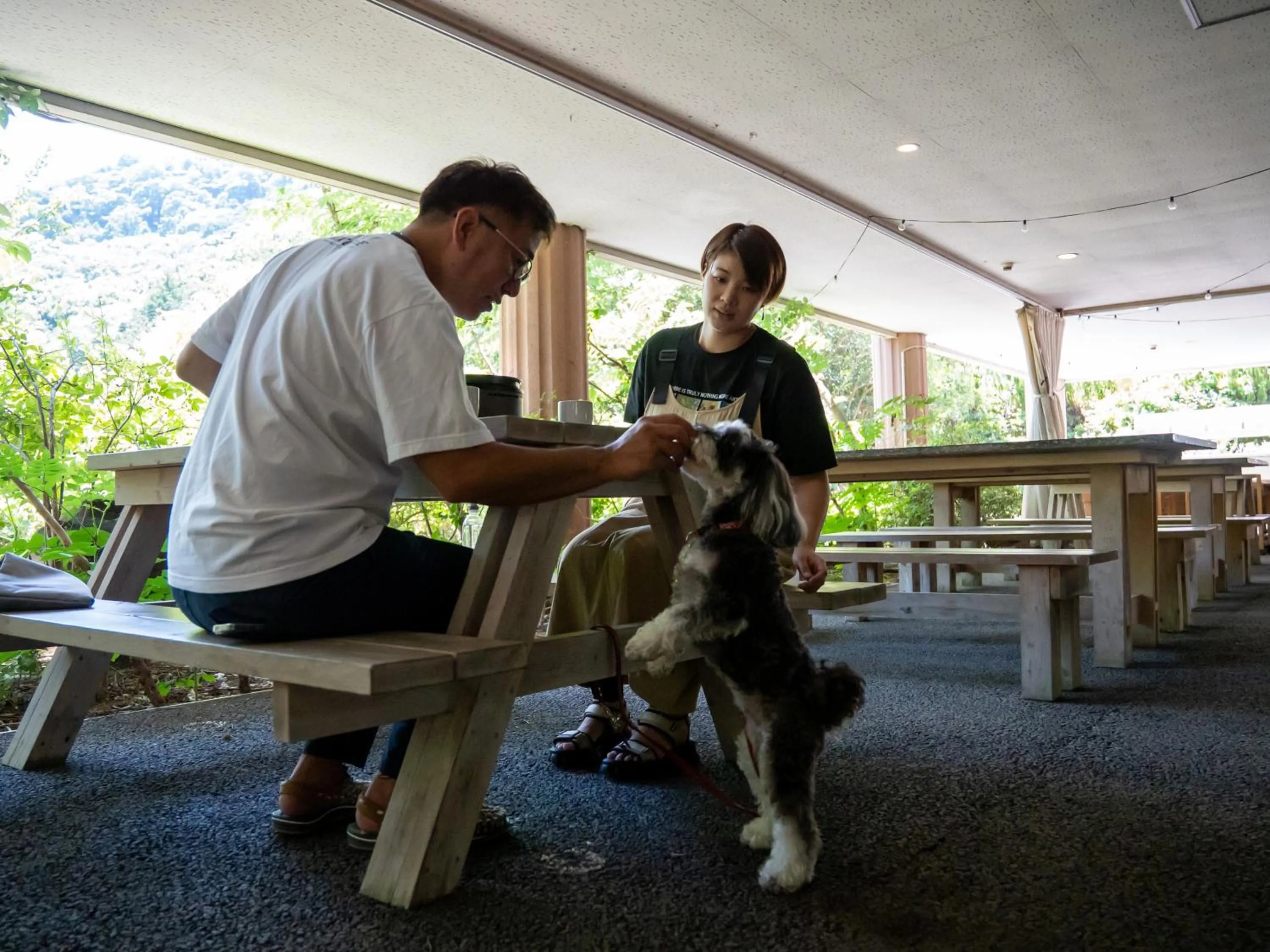 Animals in Farm Garden Hotel