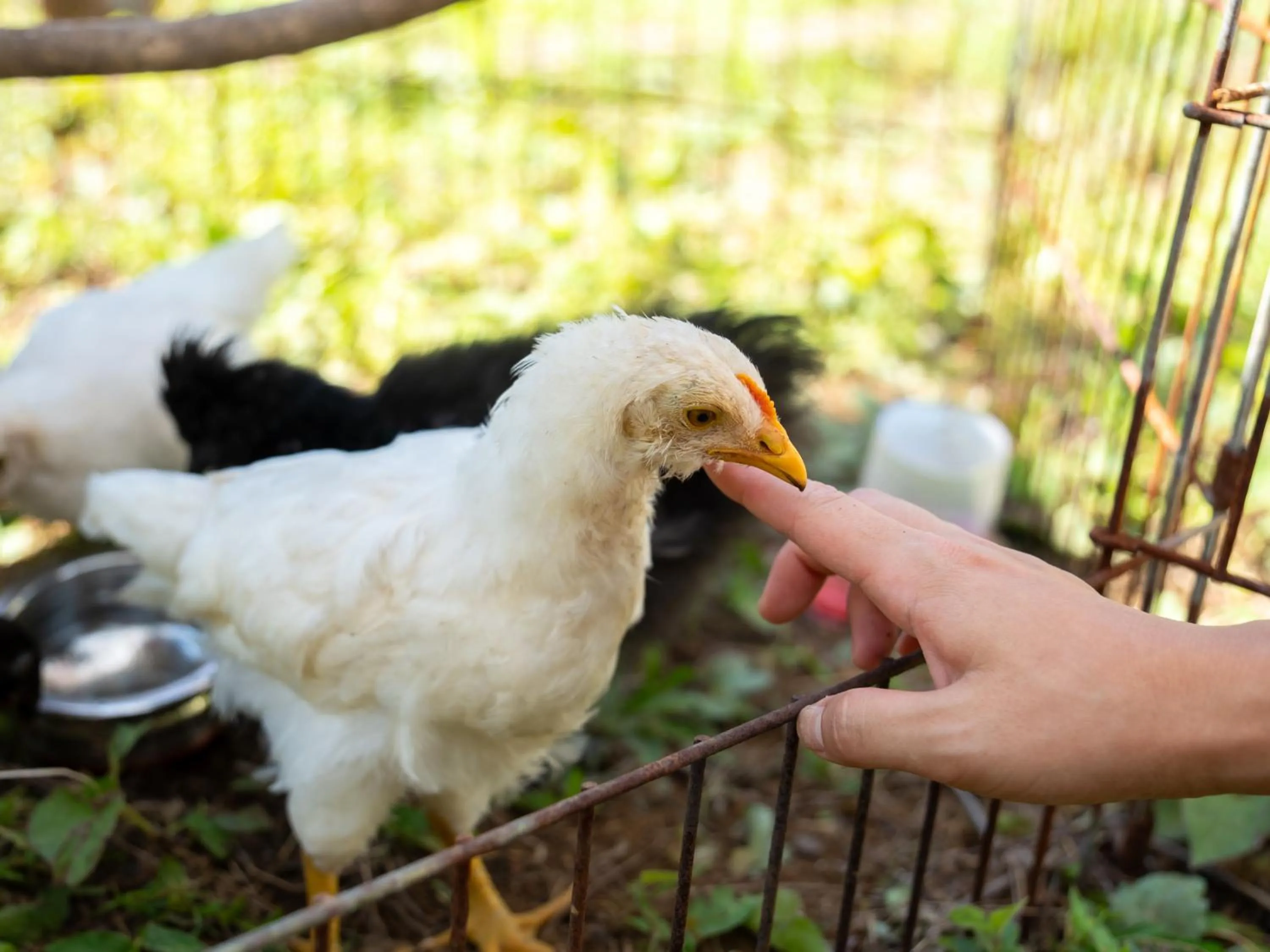 Animals in Farm Garden Hotel