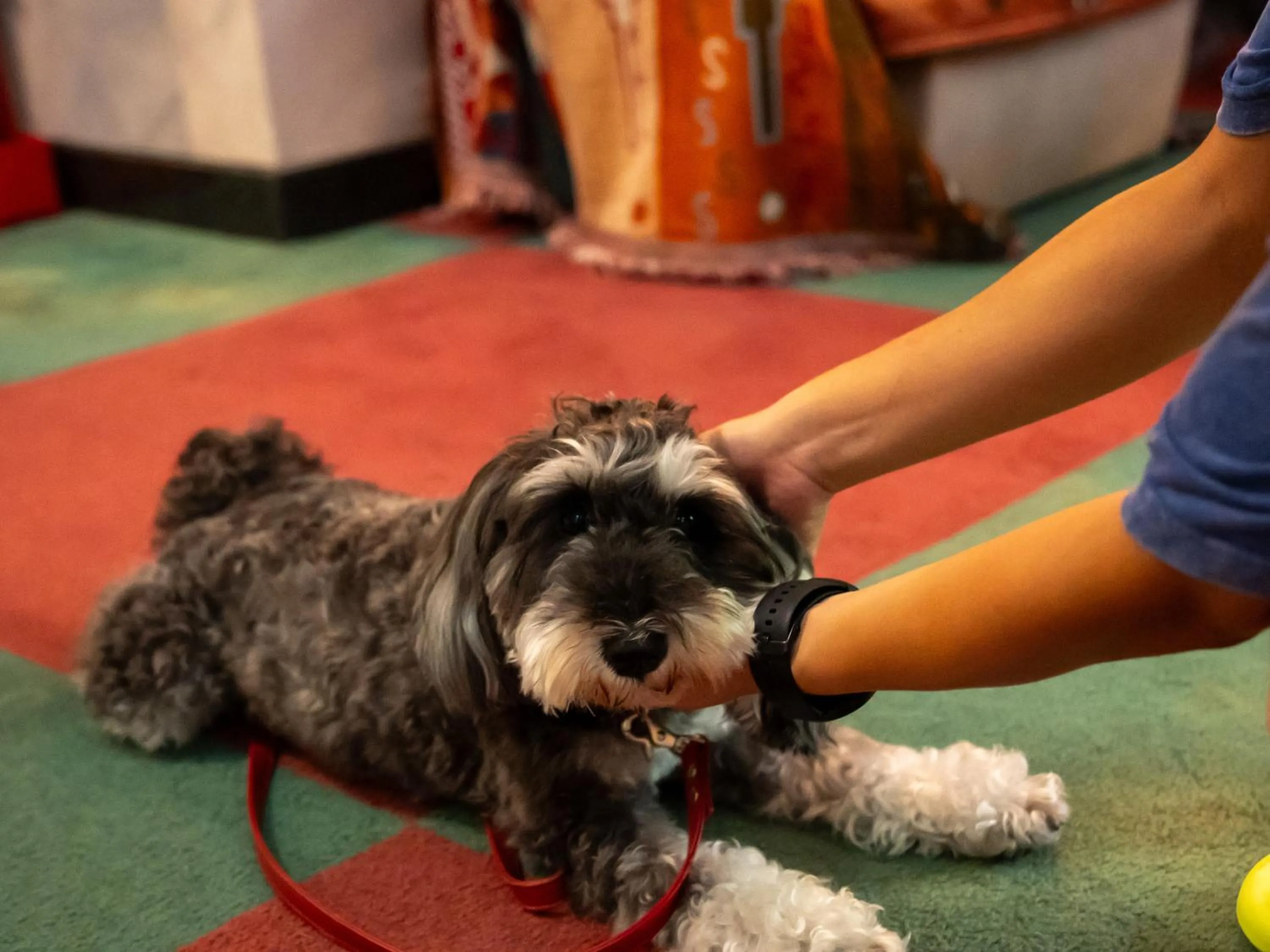 Animals in Farm Garden Hotel