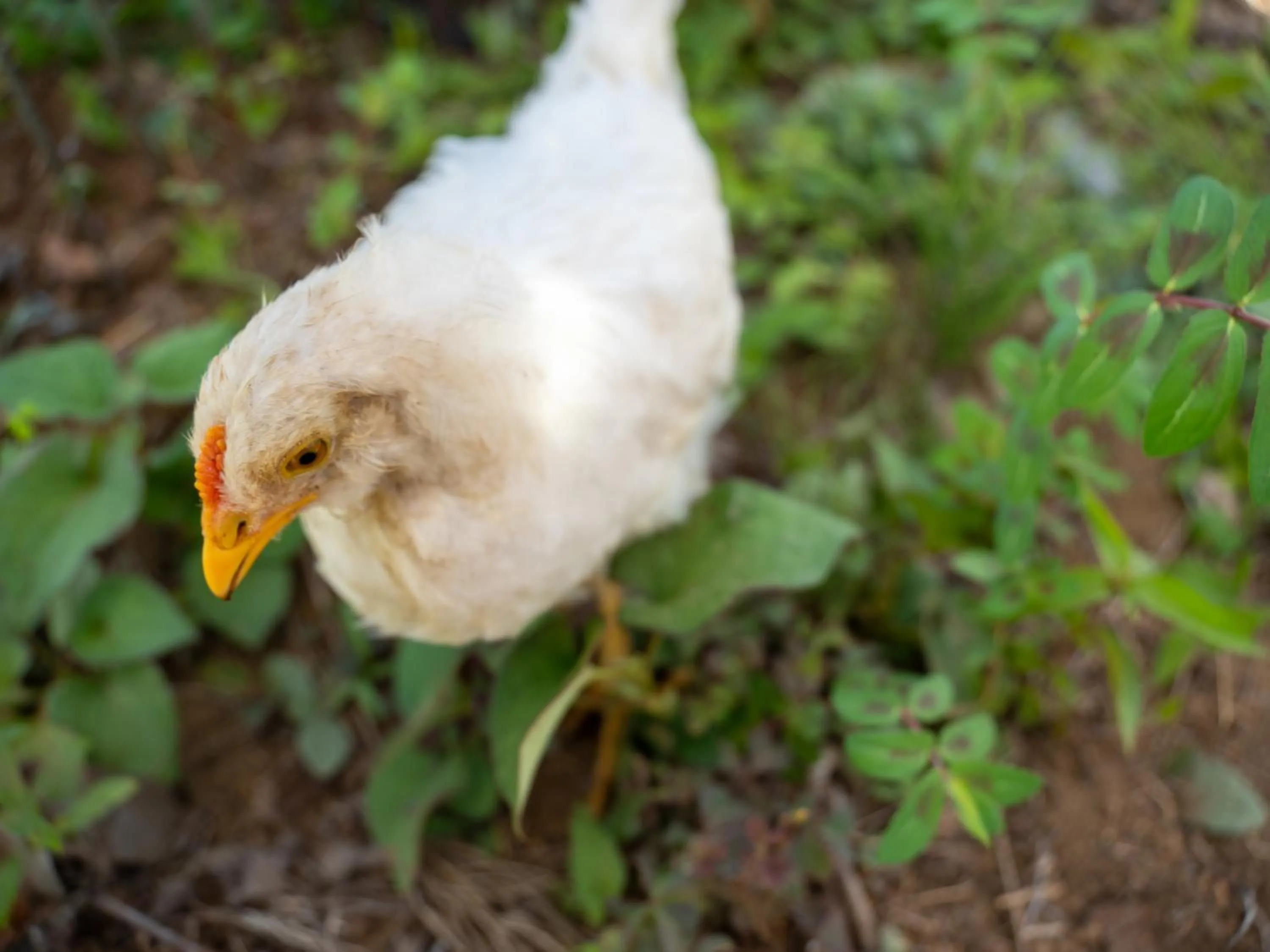 Animals in Farm Garden Hotel