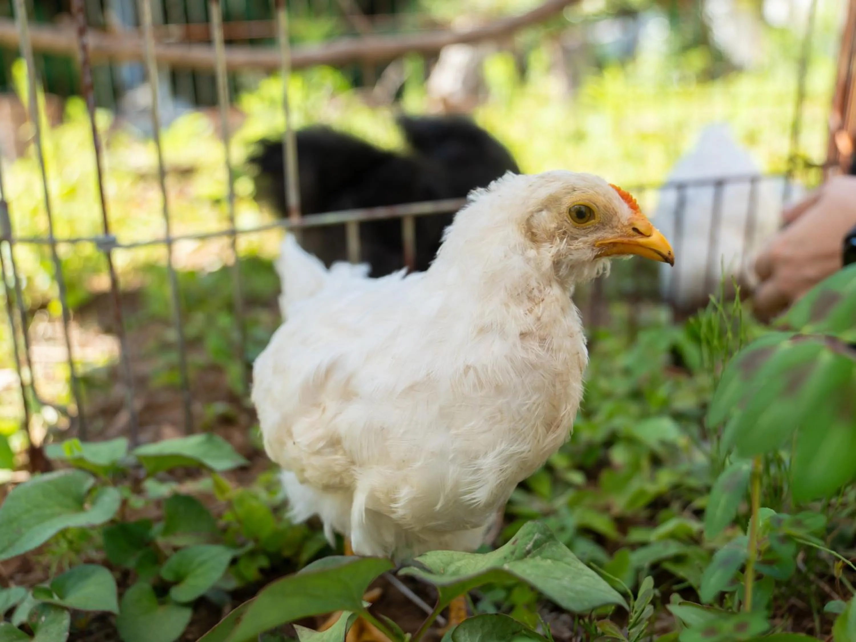 Animals in Farm Garden Hotel