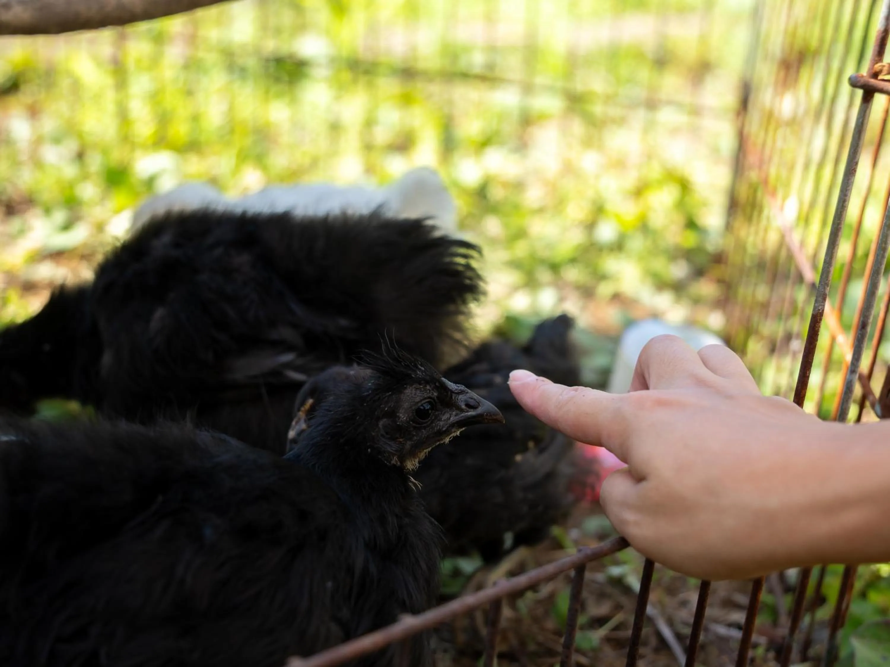 Animals in Farm Garden Hotel