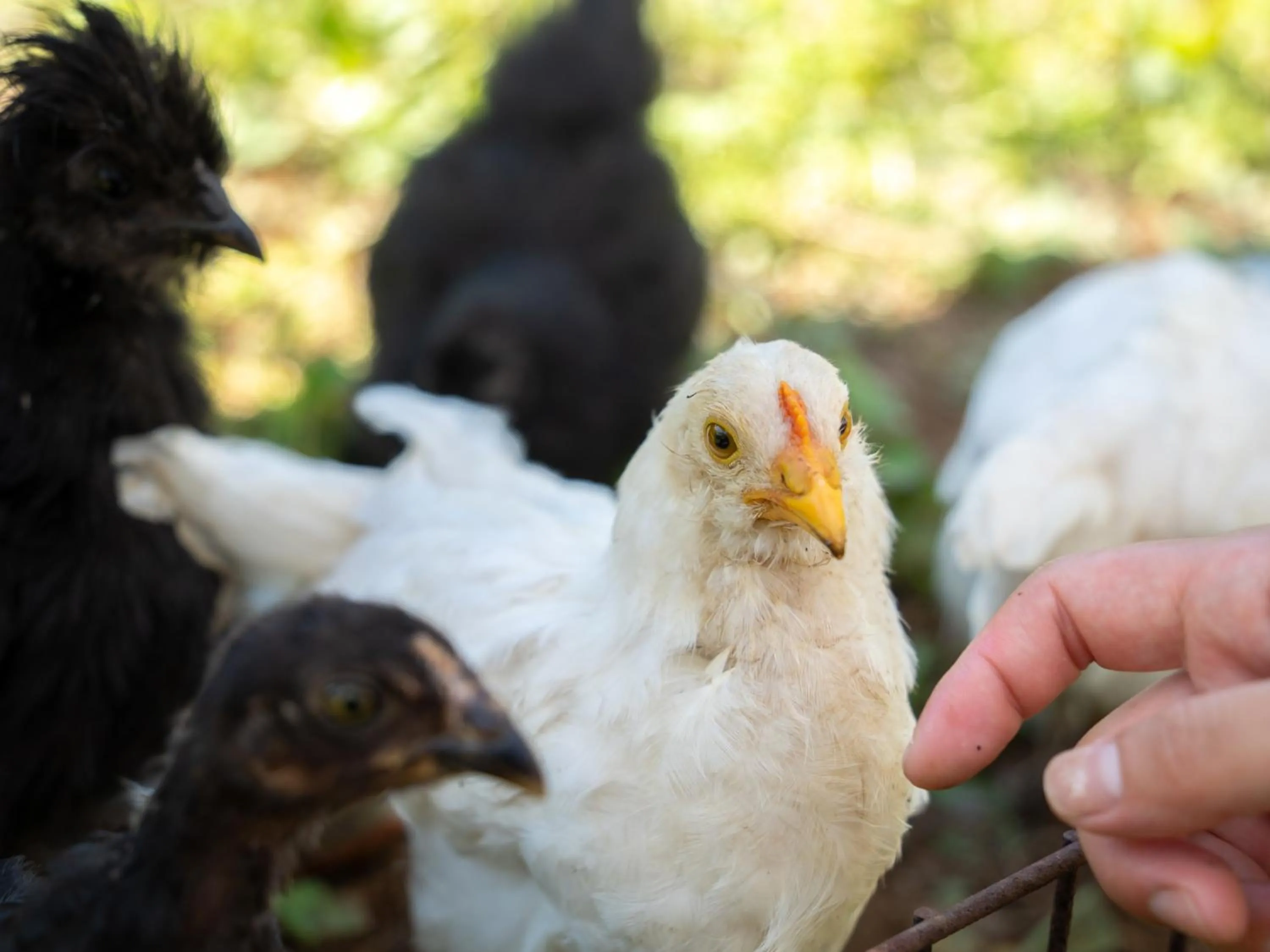 Animals in Farm Garden Hotel