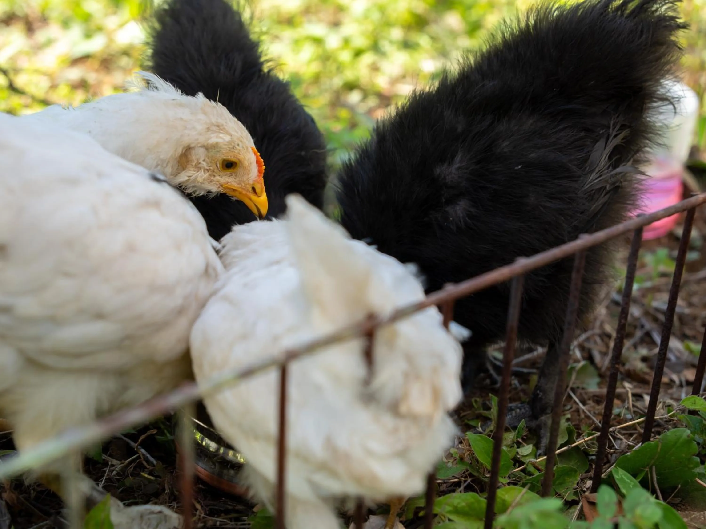 Animals in Farm Garden Hotel