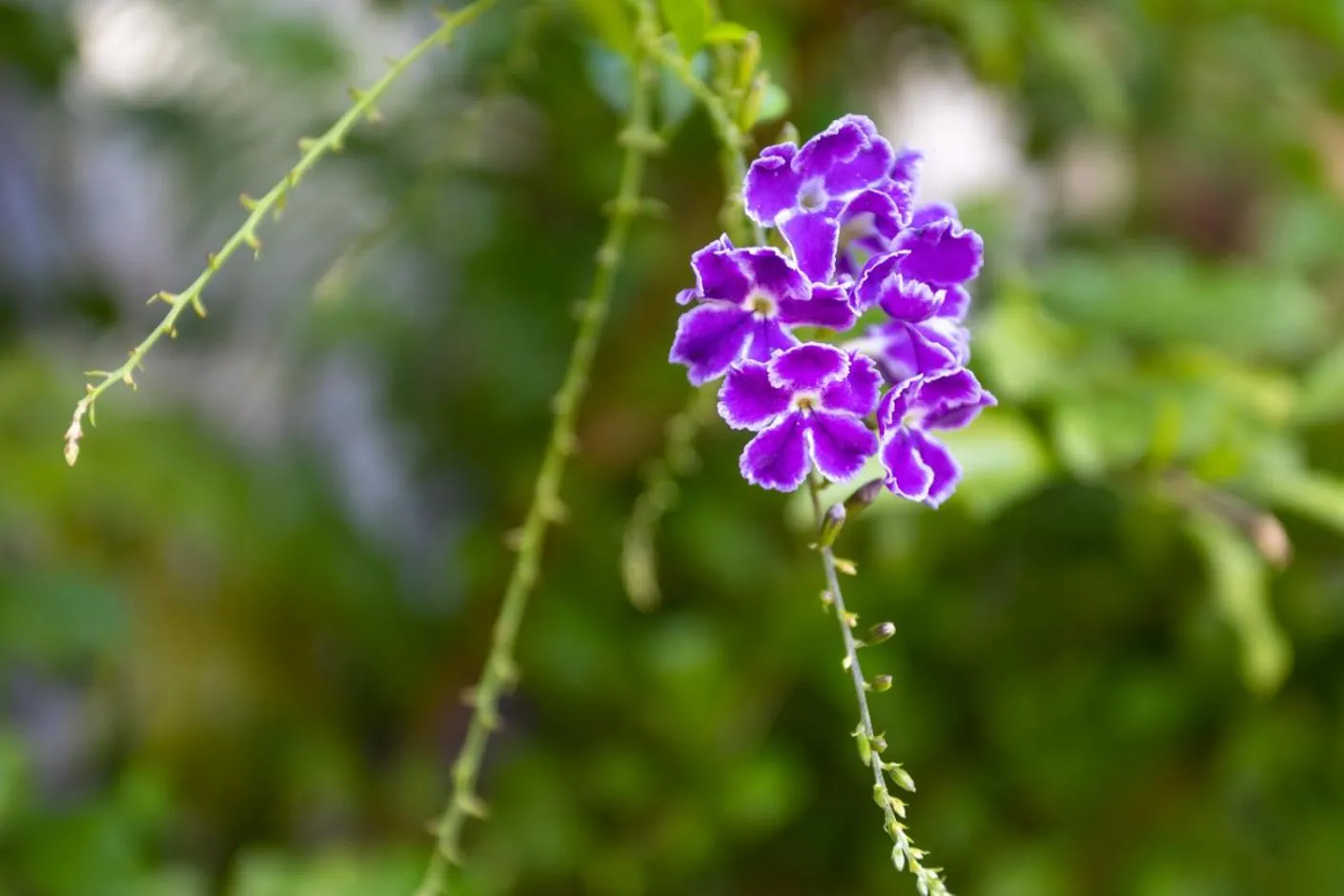 Garden in Ngoma Zanga Lodge
