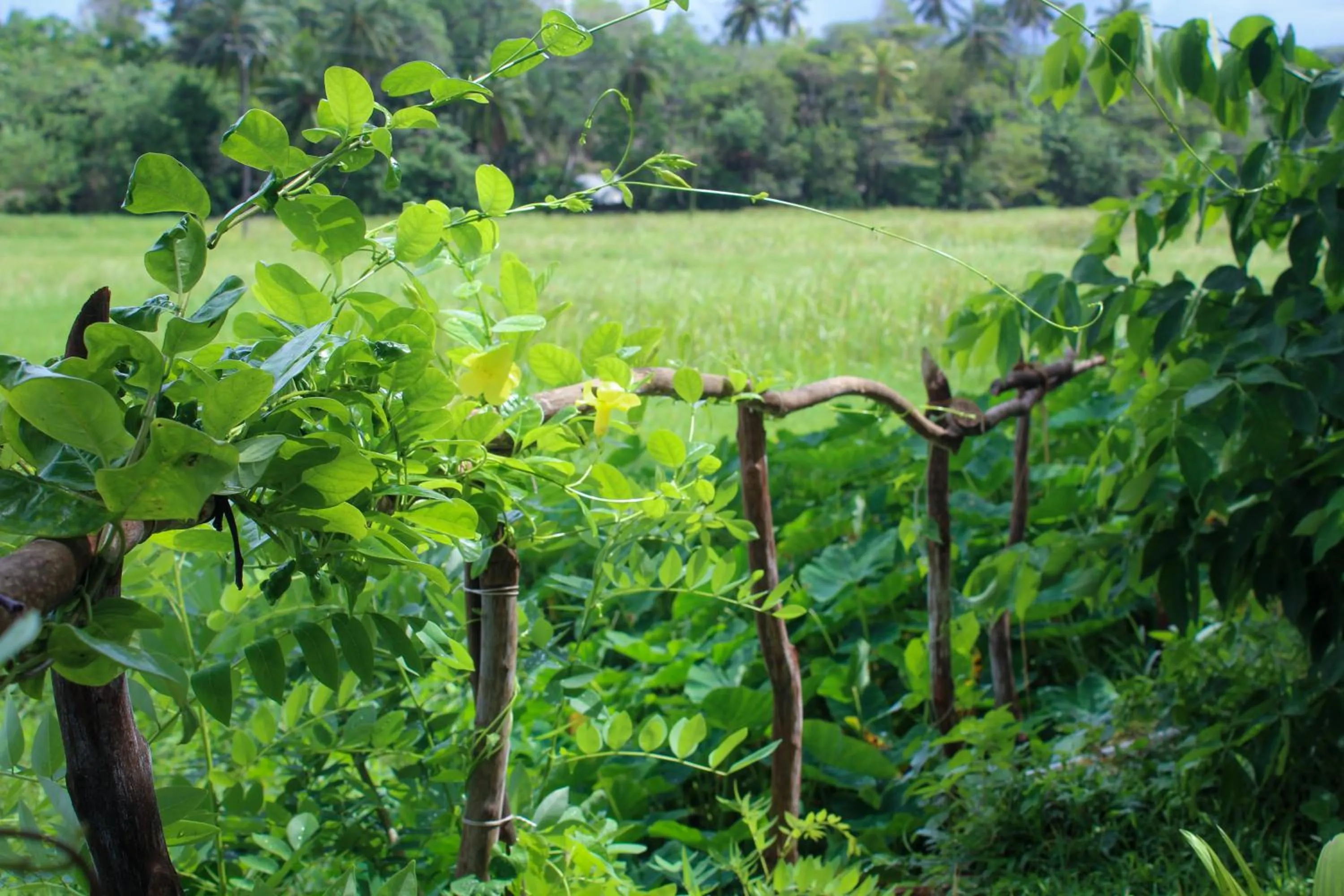 Garden view in Paddy Field View Resort